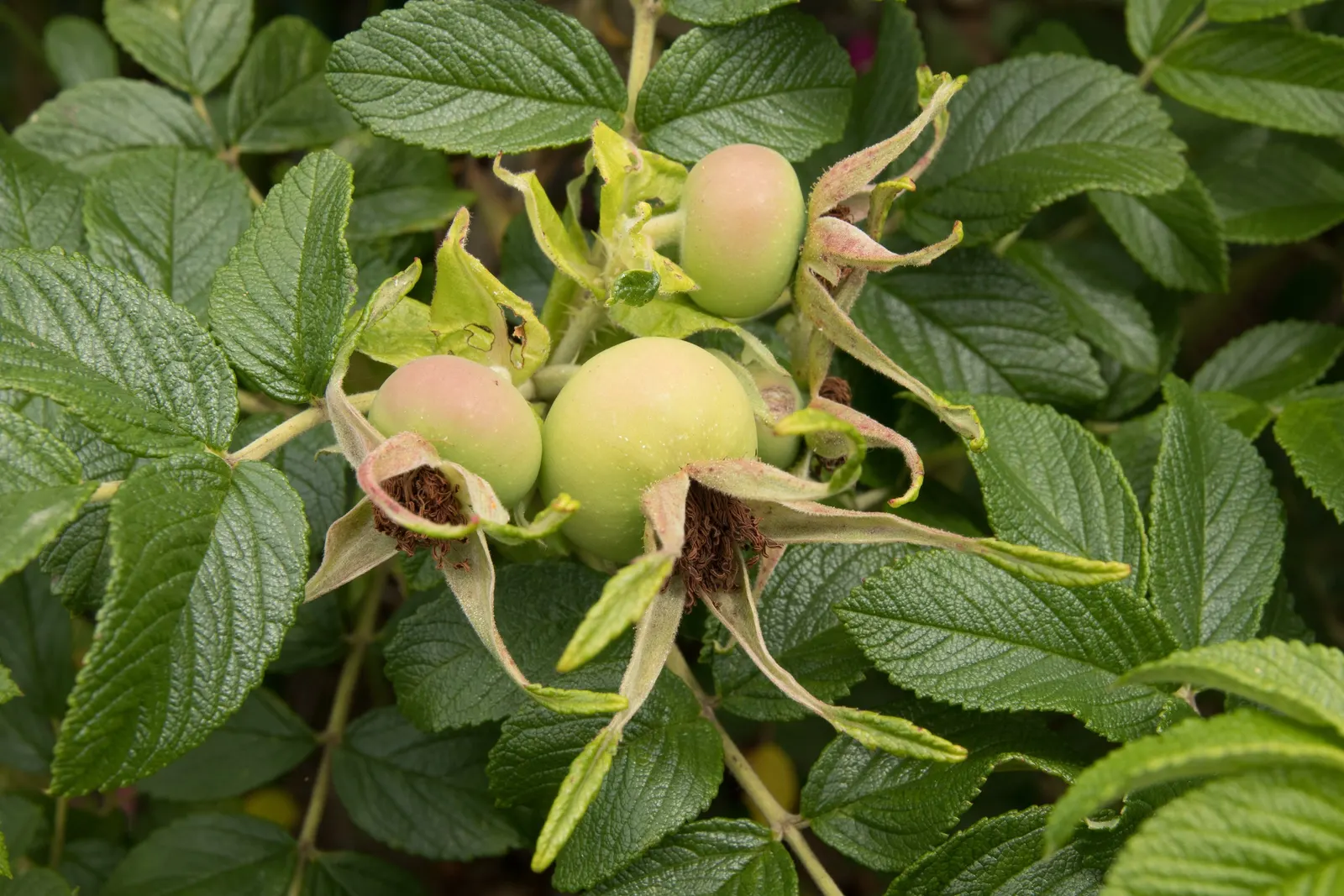Rugosa Rose (Rosa Rugosa) — or a traditional rose garden; is a robust species with a dense, image 128