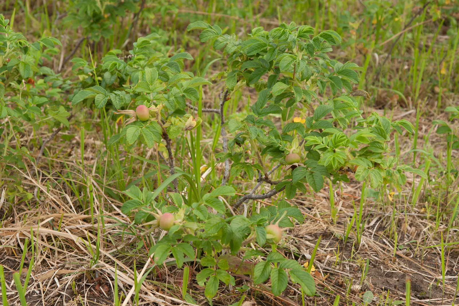Rugosa Rose (Rosa Rugosa) — Rugosa Rose produces large, tomato-shaped red hips that attract wildlife