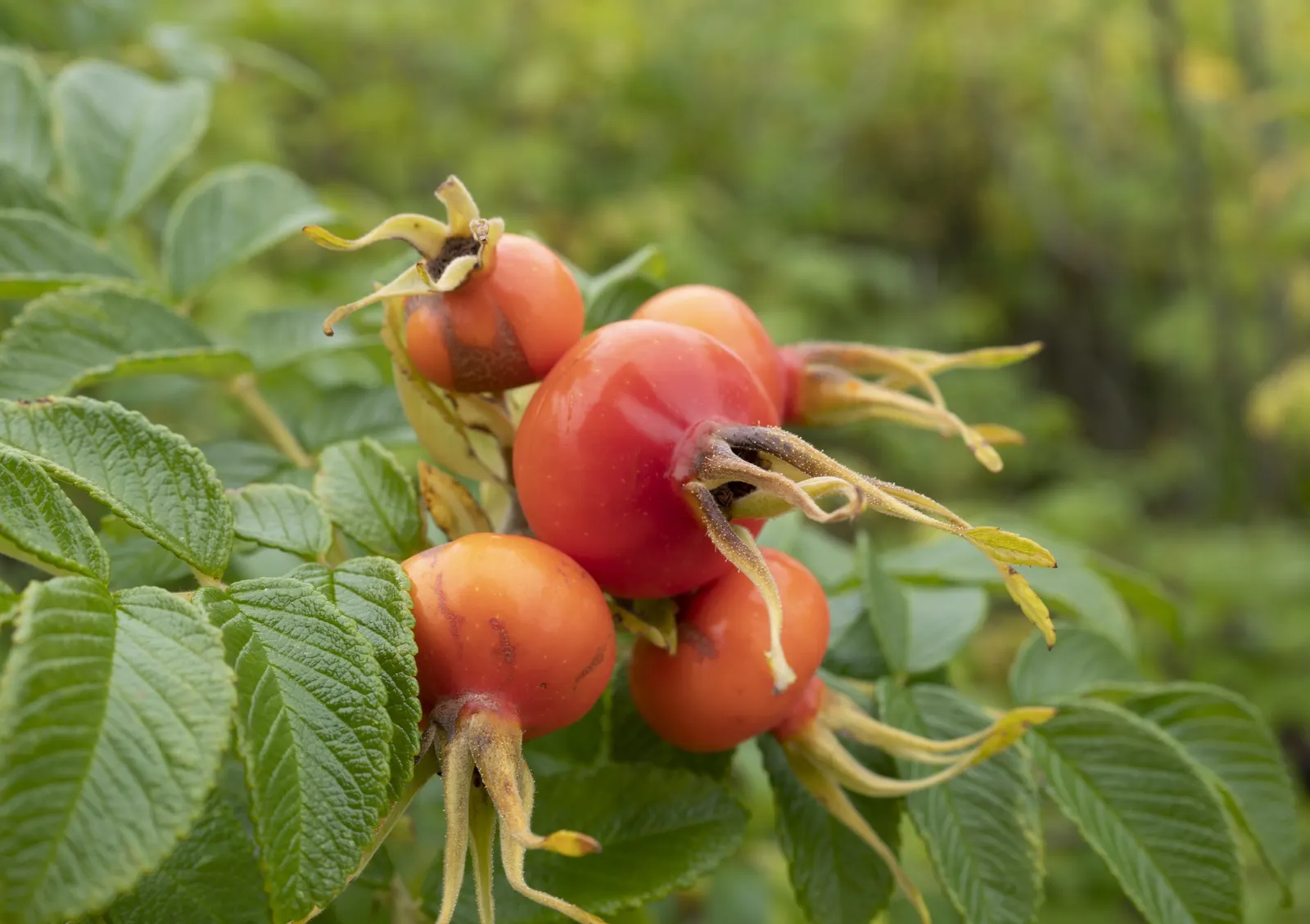 Rugosa Rose (Rosa Rugosa) — this species is notable for its textured; the foliage often extends 4 to 6 feet in height and spans a similar width