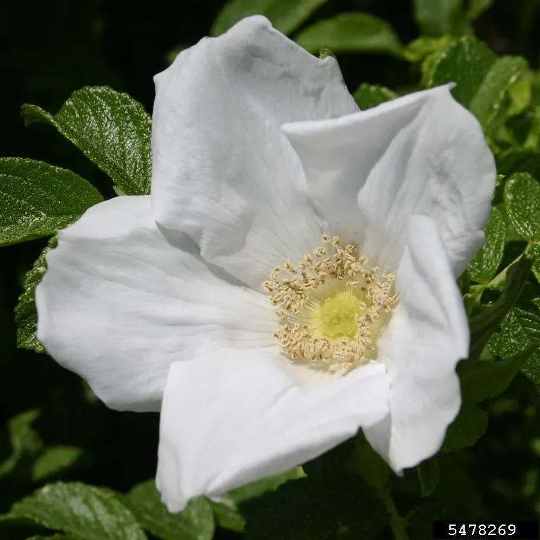Rugosa Rose (Rosa Rugosa) — and are also notable for their high vitamin C content.<br><br>Hardy in USDA zones 2 through 9
