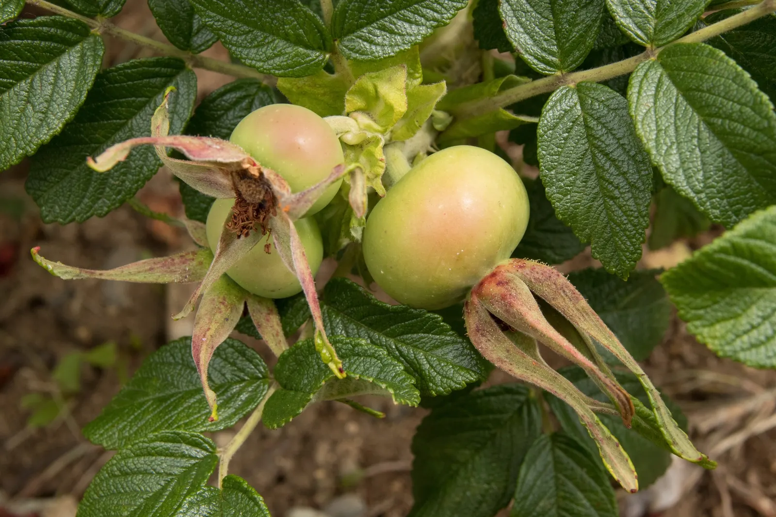 Rugosa Rose (Rosa Rugosa) — deeply veined leaves which convey a rich; the Rugosa Rose thrives in full sun but tolerates light shade