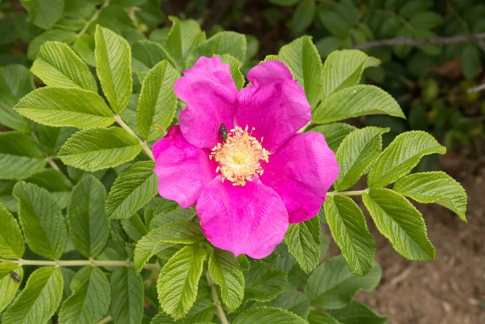 Rugosa Rose (Rosa Rugosa) — from pure white to deep pink and magenta