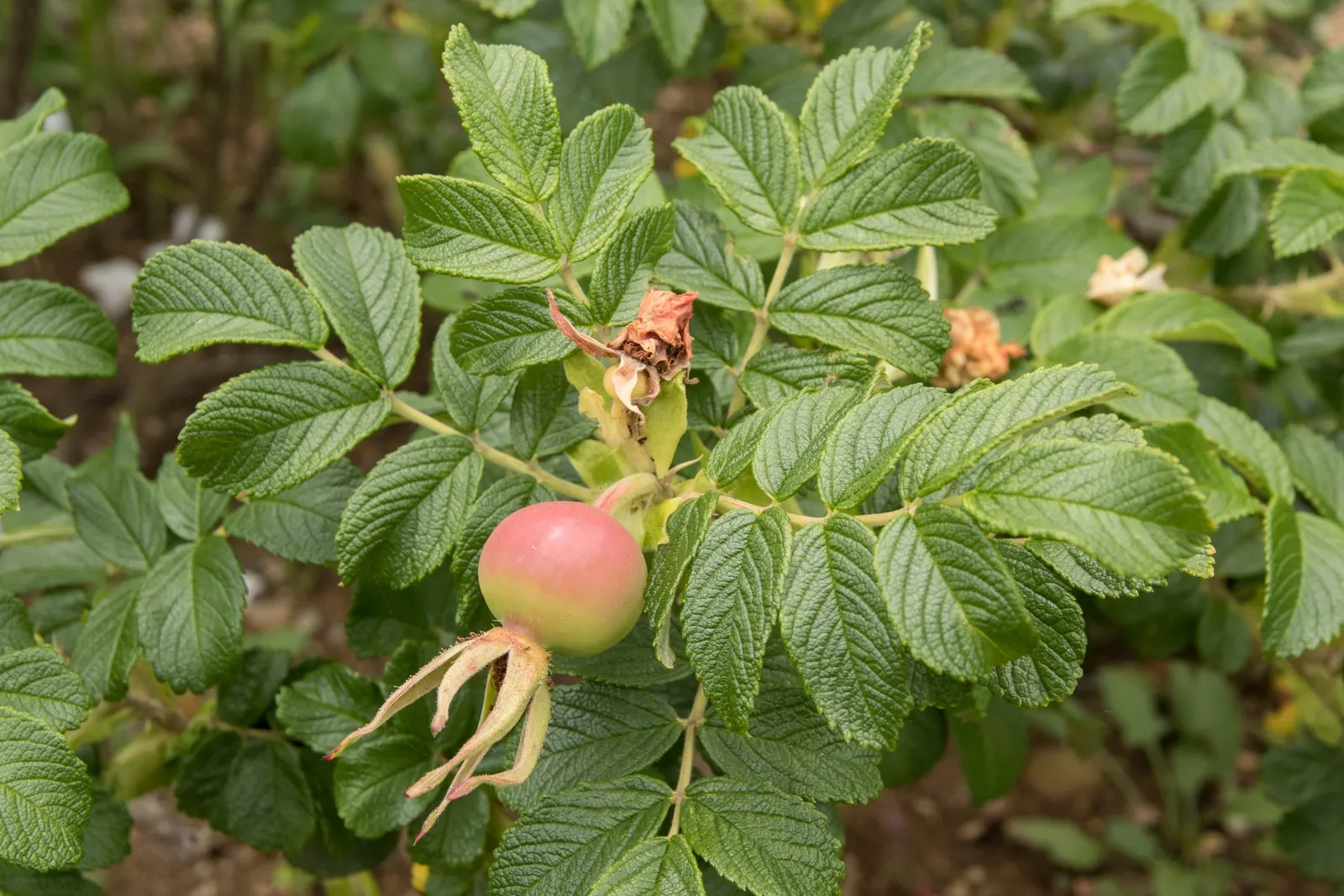 Rugosa Rose (Rosa Rugosa) — dark green leaves and fragrant; shrub / vine with red blooms, image 137