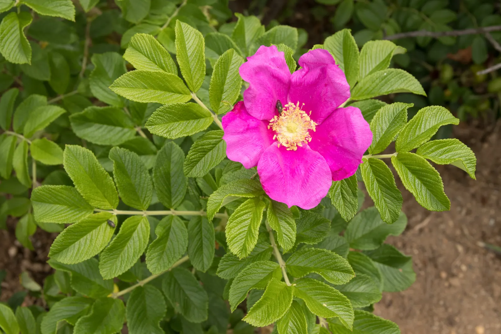 Rugosa Rose (Rosa Rugosa) — large single or double blossoms ranging from white to deep pink which bloom from summer to fall