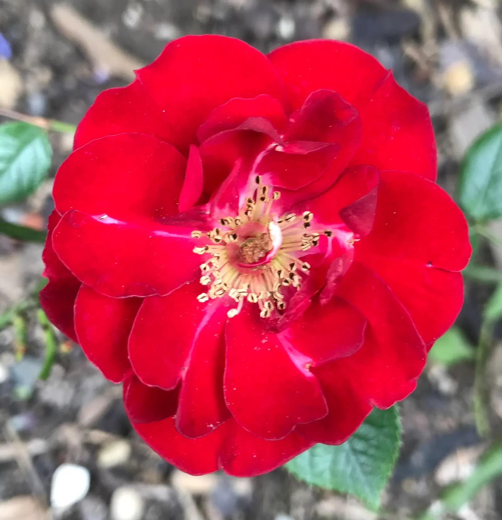 Rugosa Rose (Rosa Rugosa) — Given its dense growth habit, the Rugosa Rose also serves effectively as a hedge or barrier plant; deciduous shrub, image 129