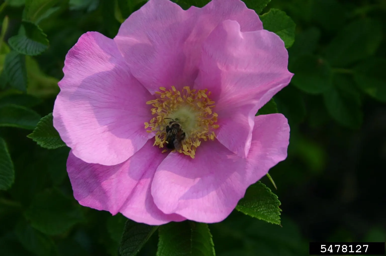 Rugosa Rose (Rosa Rugosa) — the Rugosa Rose thrives in full sun but tolerates light shade