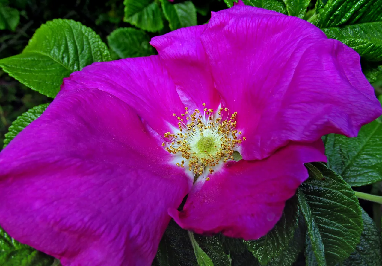 Rugosa Rose (Rosa Rugosa) — is a robust species with a dense; originating from Eastern Asia