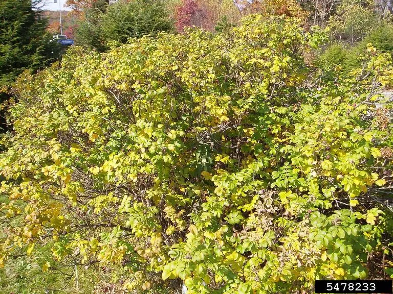 Rugosa Rose (Rosa Rugosa) — contrasting sharply with the vibrant blooms; or a traditional rose garden