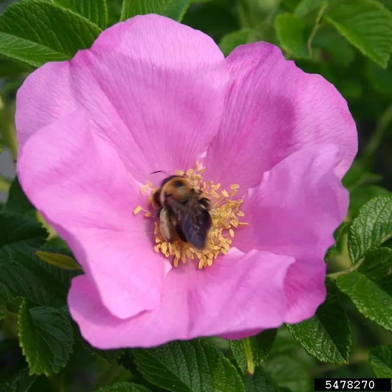 Rugosa Rose (Rosa Rugosa) — large single or double blossoms ranging from white to deep pink which bloom from summer to fall, image 39