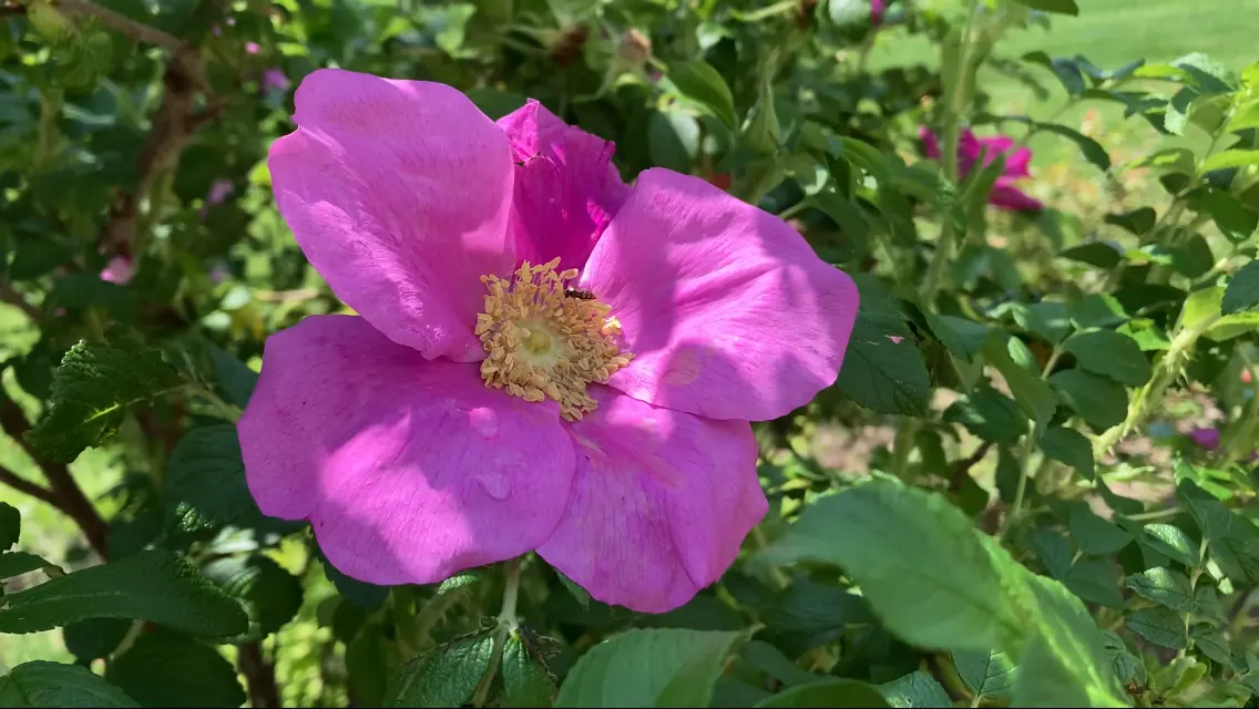 Rugosa Rose (Rosa Rugosa) — contrasting sharply with the vibrant blooms; or a traditional rose garden, image 80