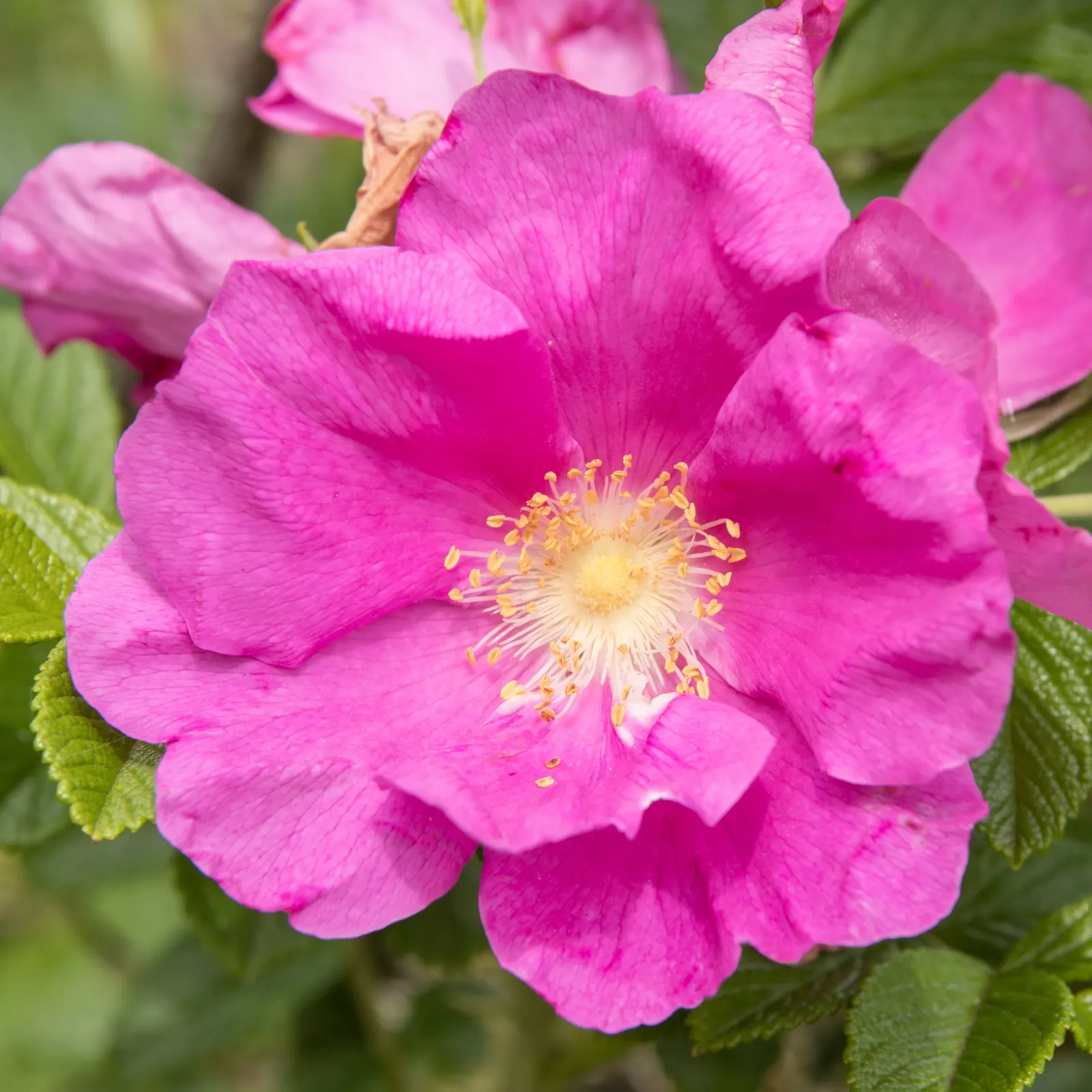 Rugosa Rose (Rosa Rugosa) — commonly known as Rugosa Rose; its notable for its wrinkled