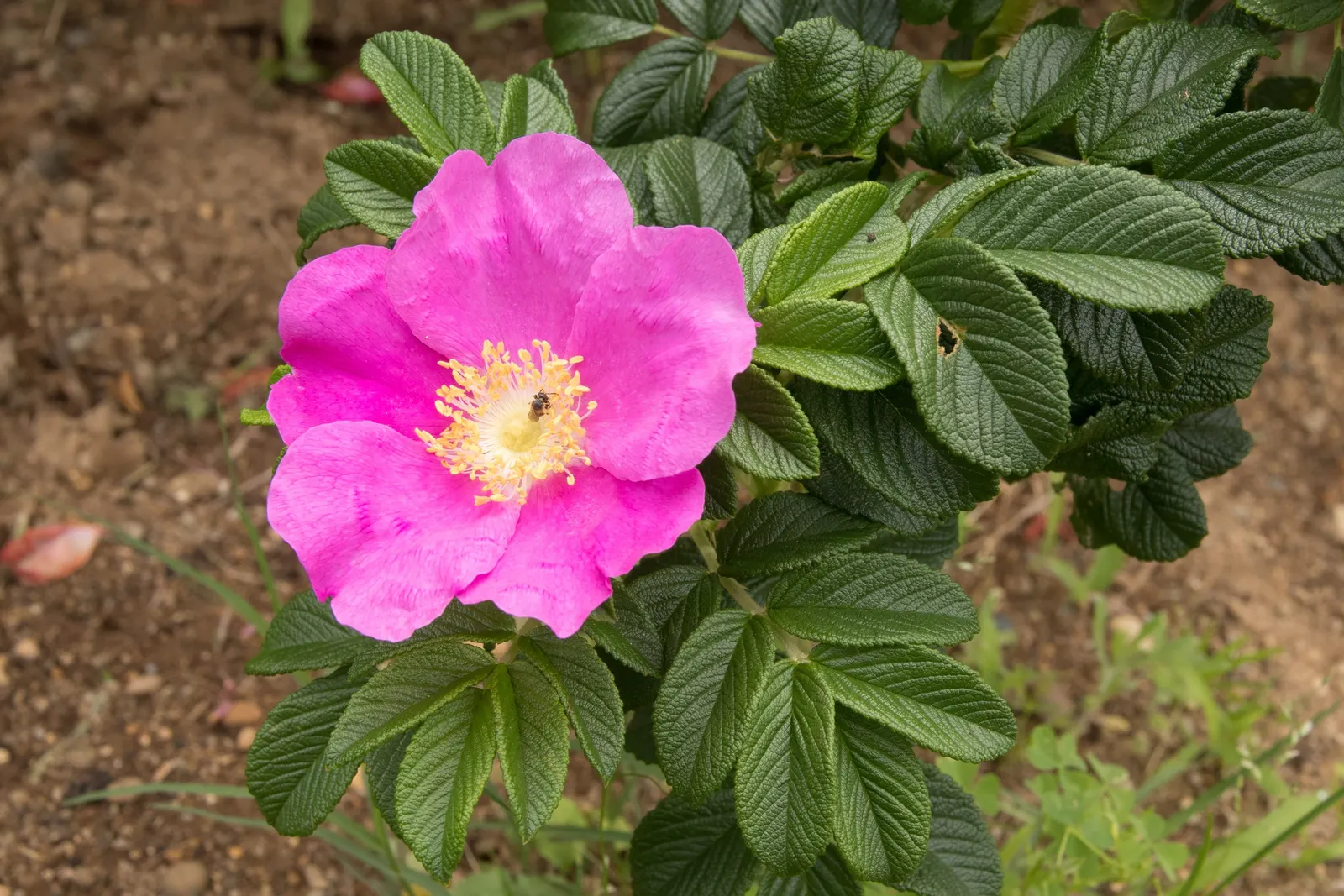 Rugosa Rose (Rosa Rugosa) — The foliage often extends 4 to 6 feet in height and spans a similar width