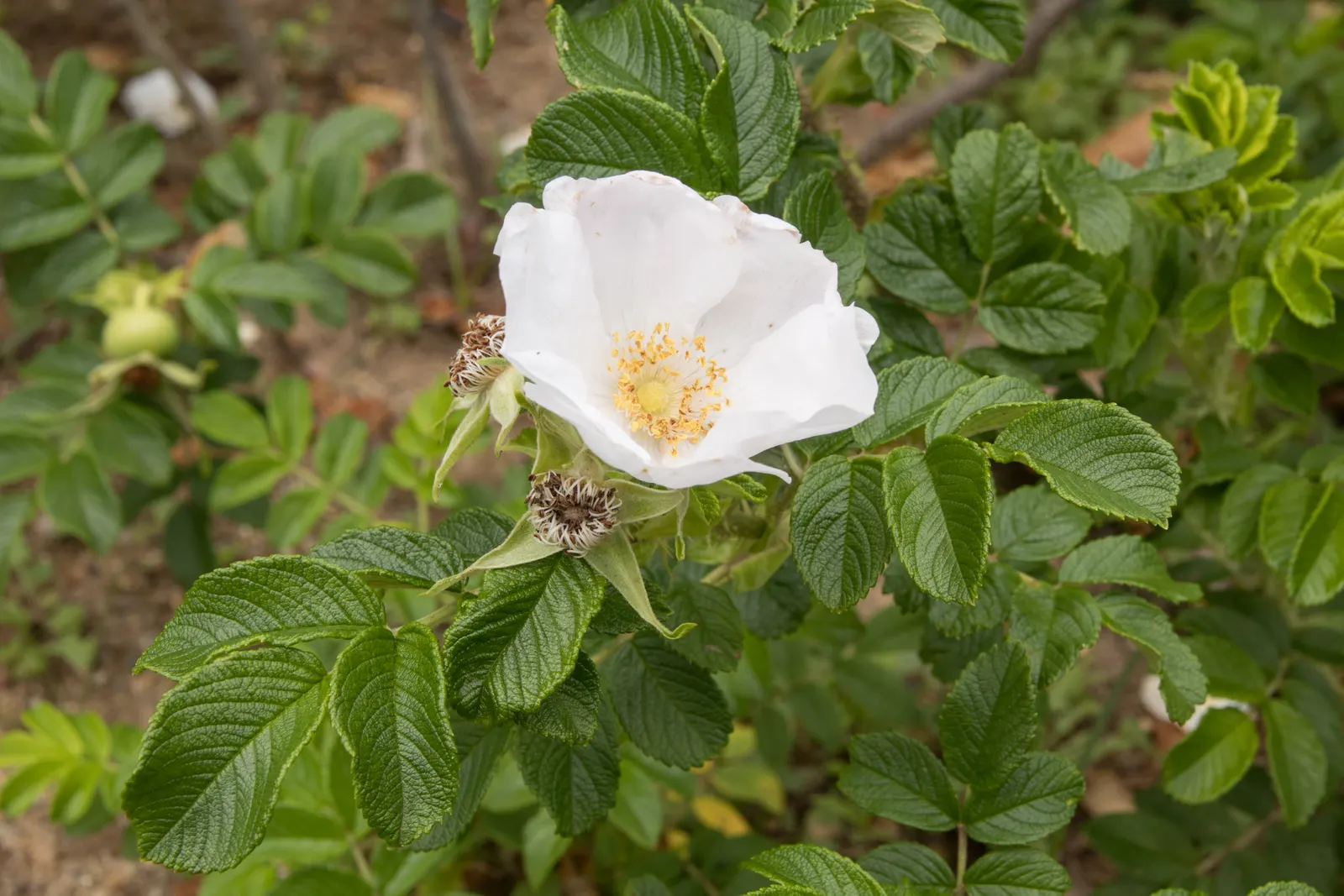 Rugosa Rose (Rosa Rugosa) — shrub / vine with red blooms