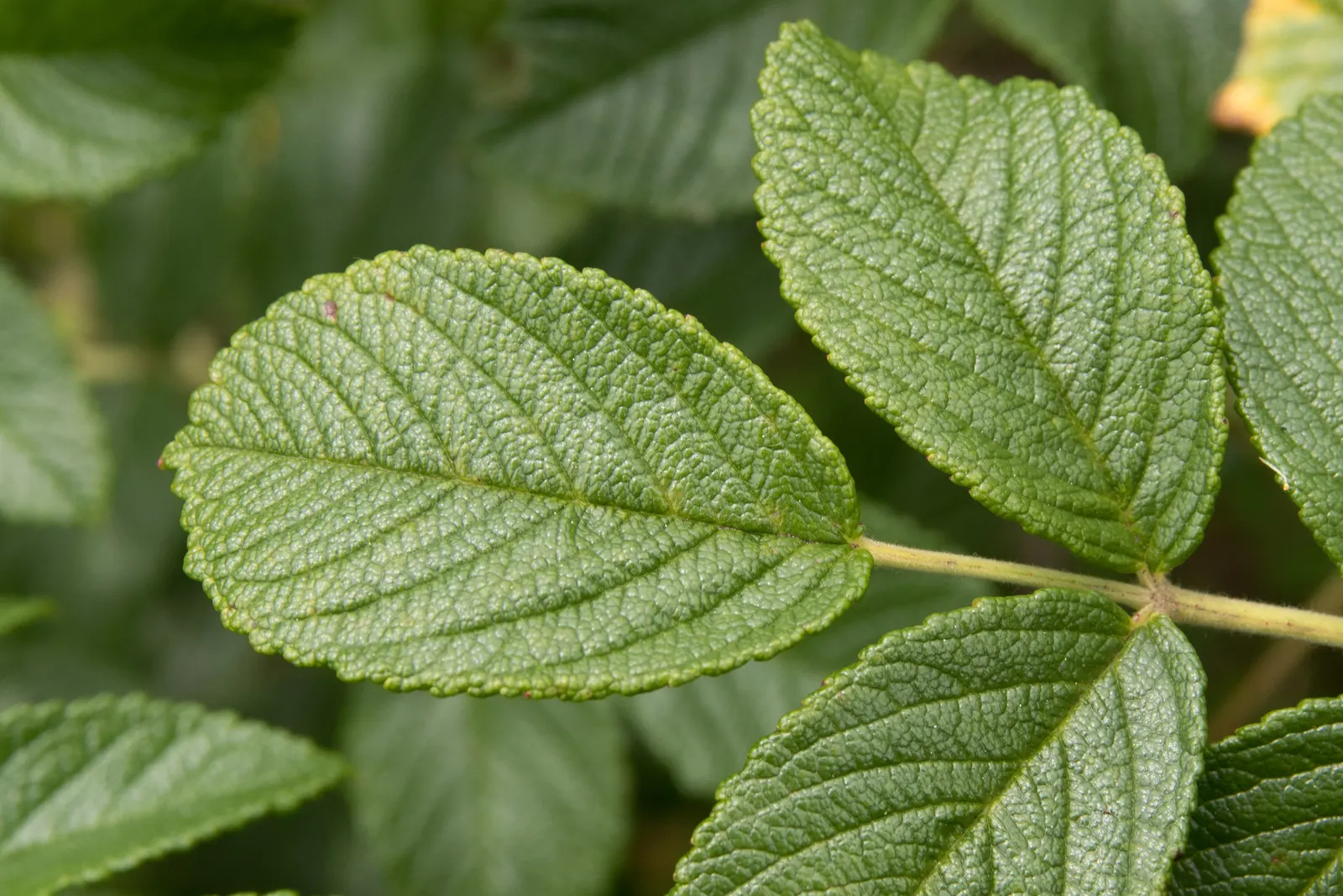 Rugosa Rose (Rosa Rugosa) — as this robust plant can spread through suckers; rugosa Rose produces large, tomato-shaped red hips that attract, image 124