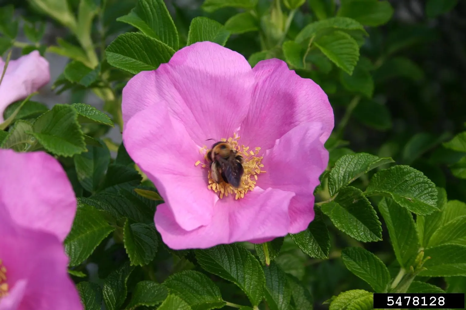 Rugosa Rose (Rosa Rugosa) — deciduous shrub well-known for its resilience and ornamental appeal; it requires minimal maintenance