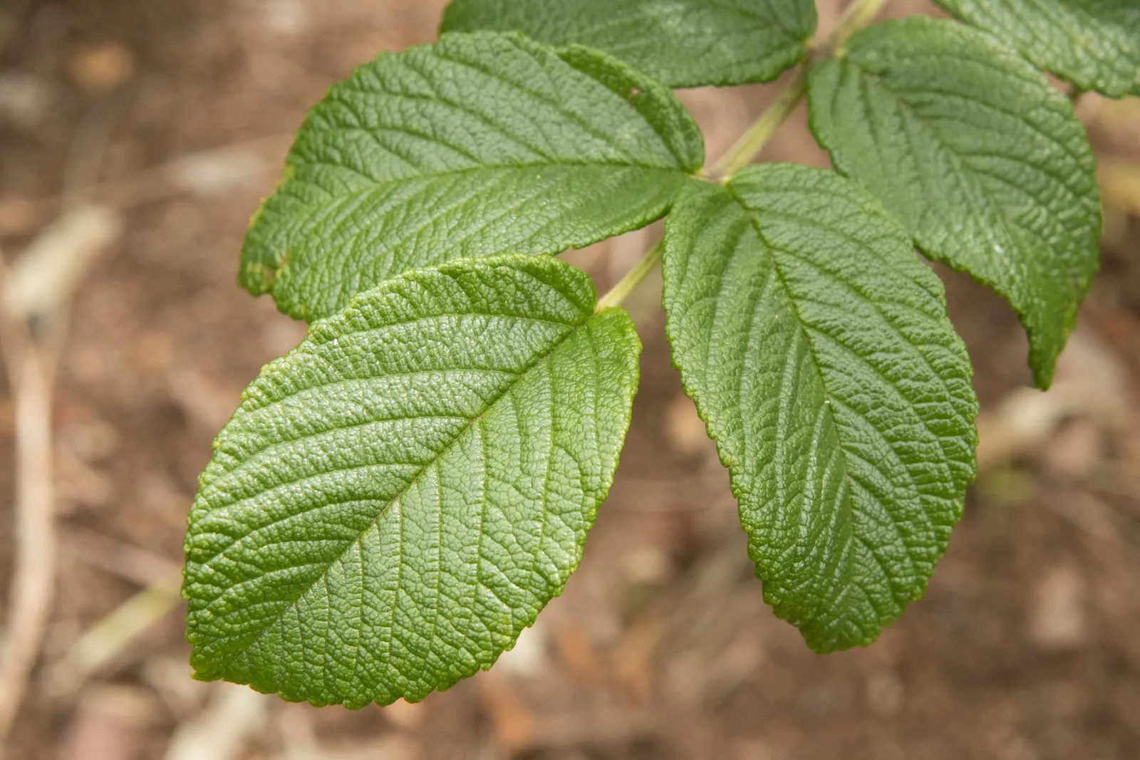 Rugosa Rose (Rosa Rugosa) — It prefers well-drained soil, has good salt tolerance, making it ideal for coastal locales; drought-tolerant once, image 122