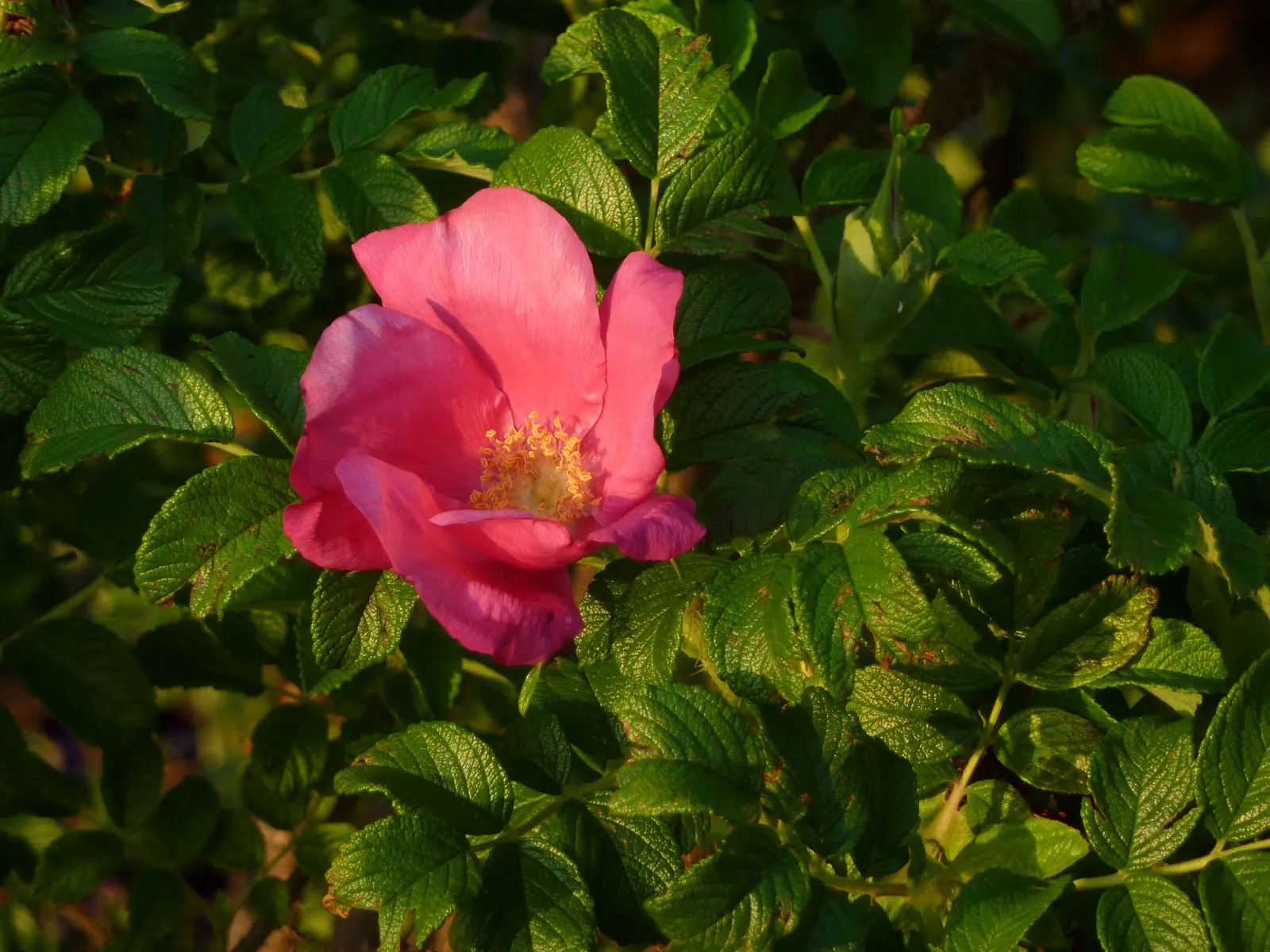 Rugosa Rose (Rosa Rugosa) — deciduous shrub well-known for its resilience and ornamental appeal