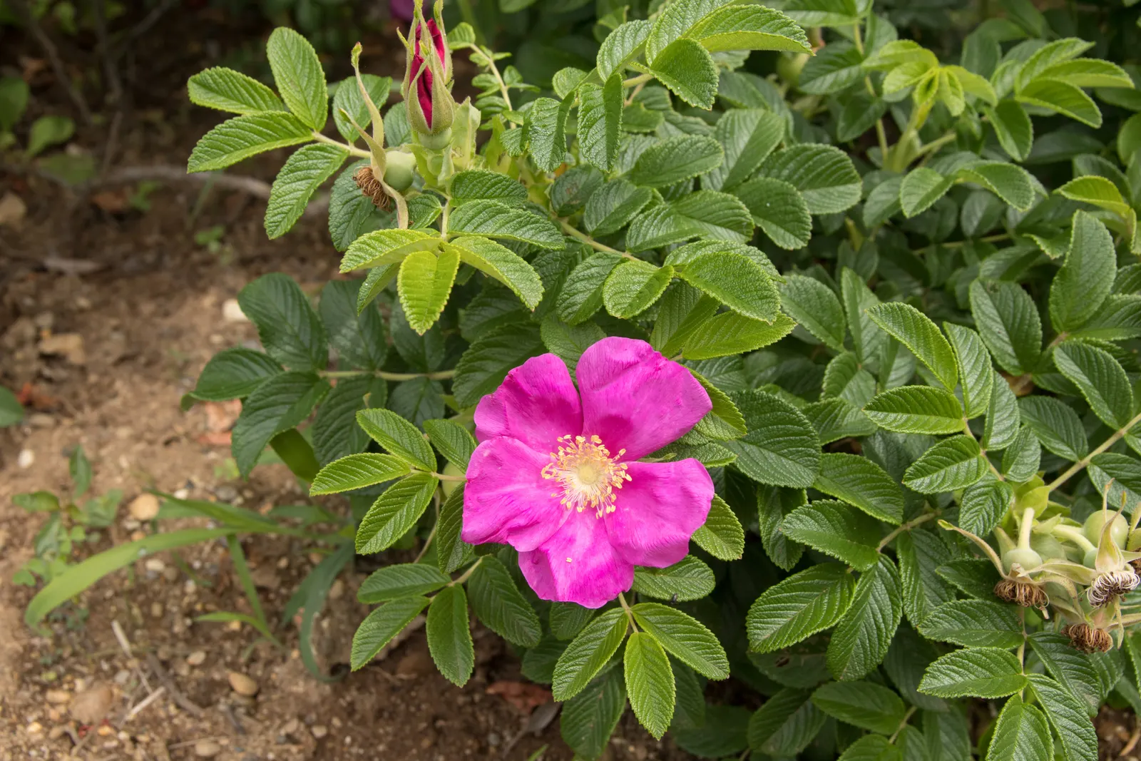 Rugosa Rose (Rosa Rugosa) — The flowers persist through the growing season