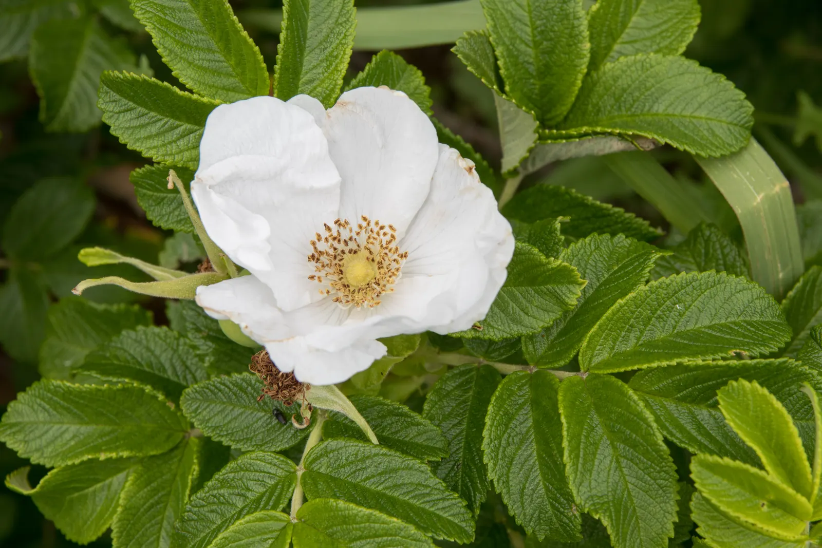 Rugosa Rose (Rosa Rugosa) — shrub / vine for full or half or shade