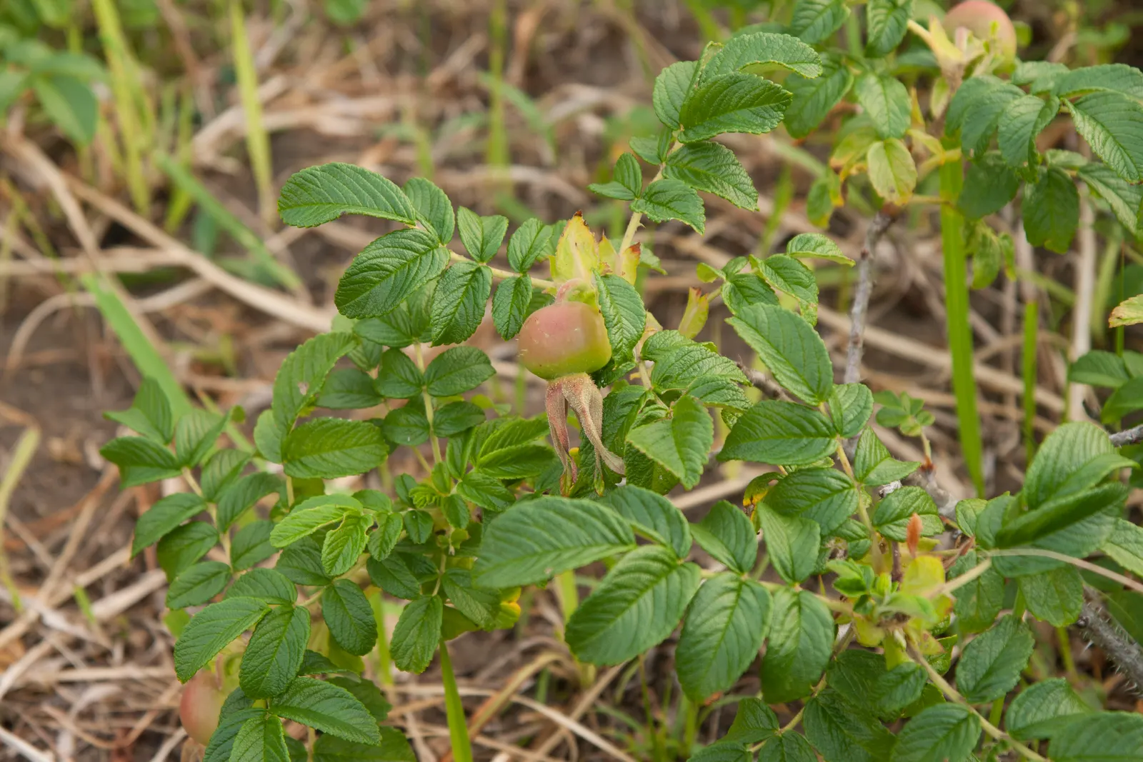 Rugosa Rose (Rosa Rugosa) — Its notable for its wrinkled