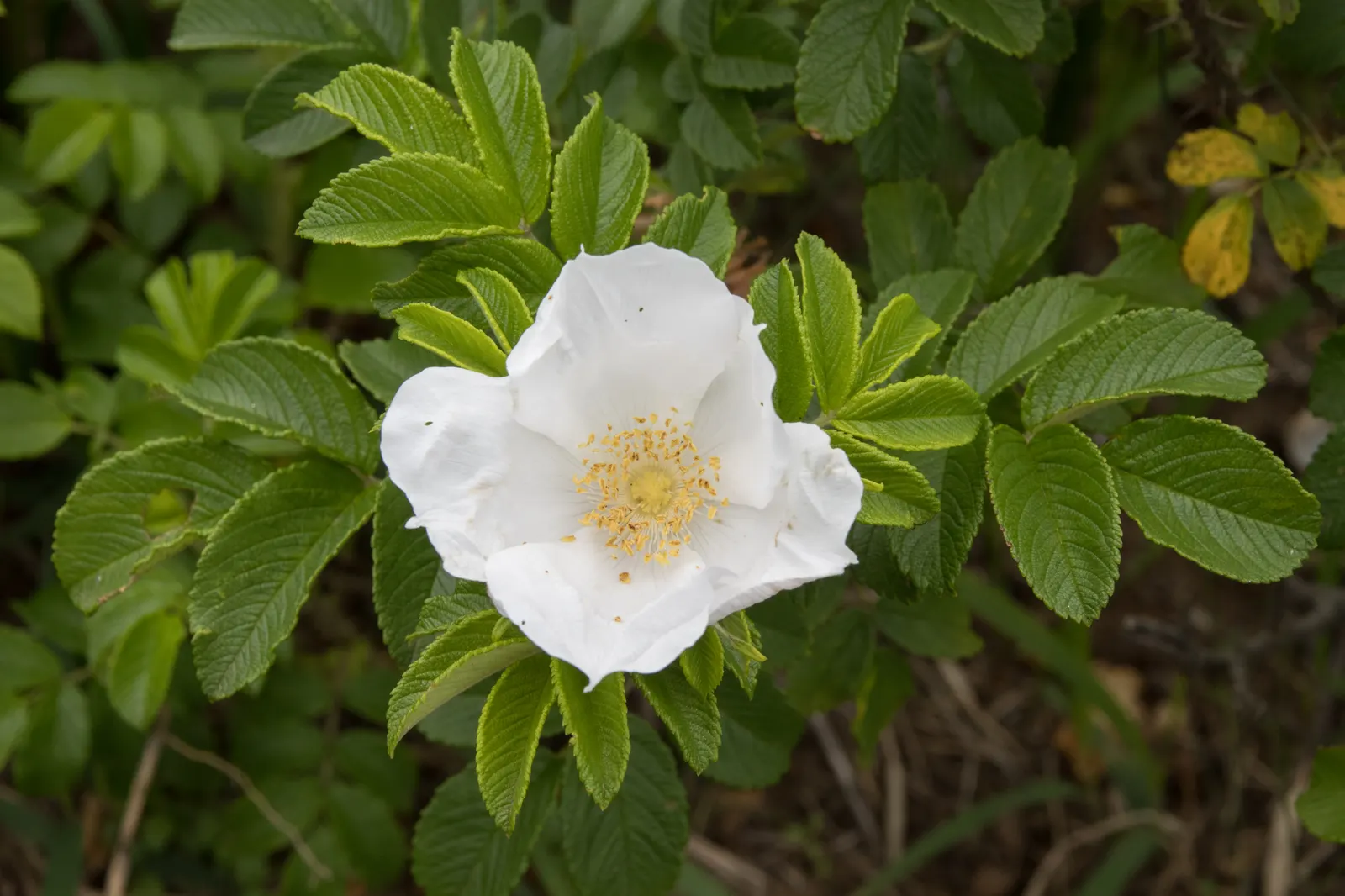 Rugosa Rose (Rosa Rugosa) — red flowers in the garden