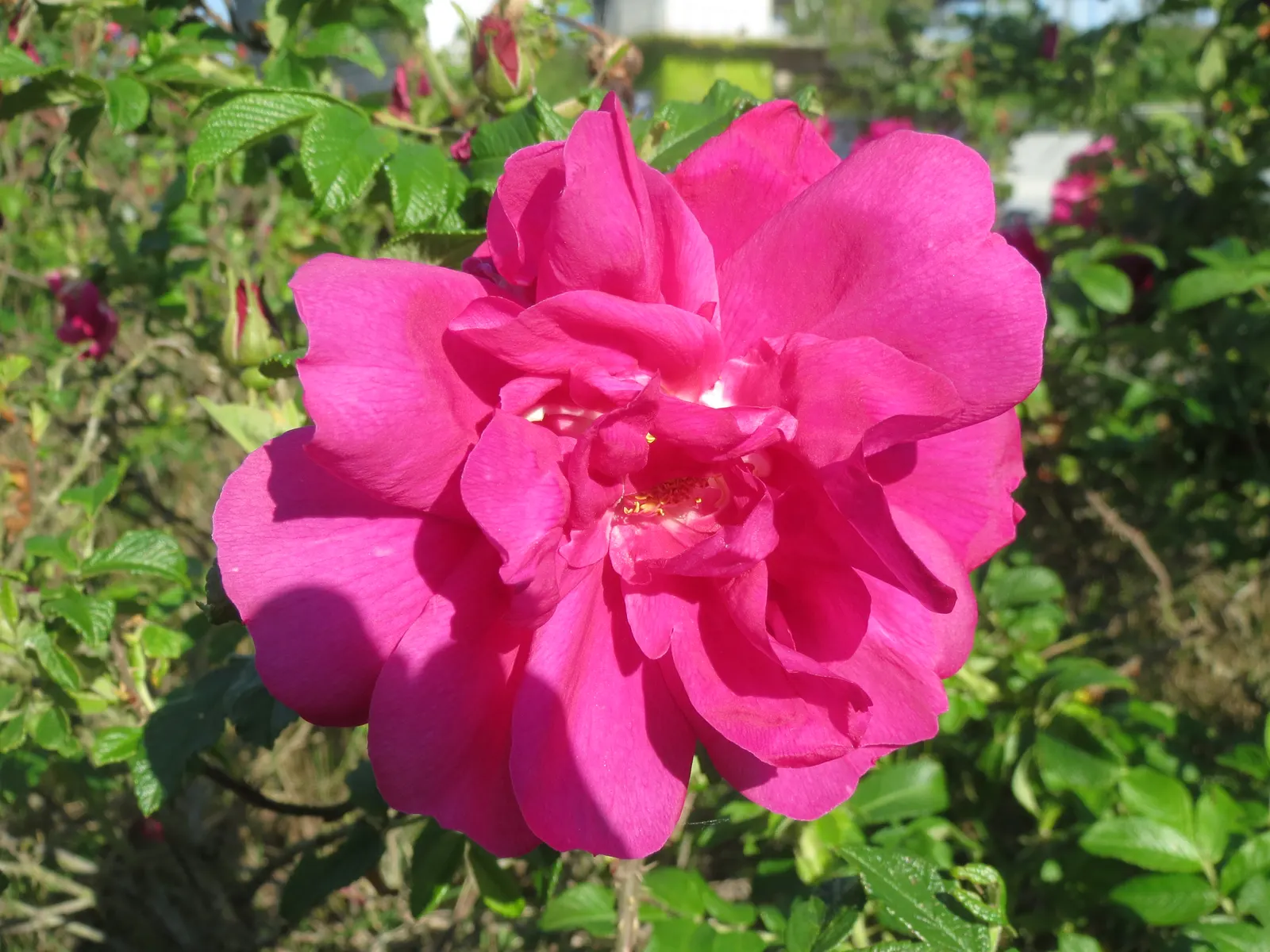 Rugosa Rose (Rosa Rugosa) — or a traditional rose garden; is a robust species with a dense