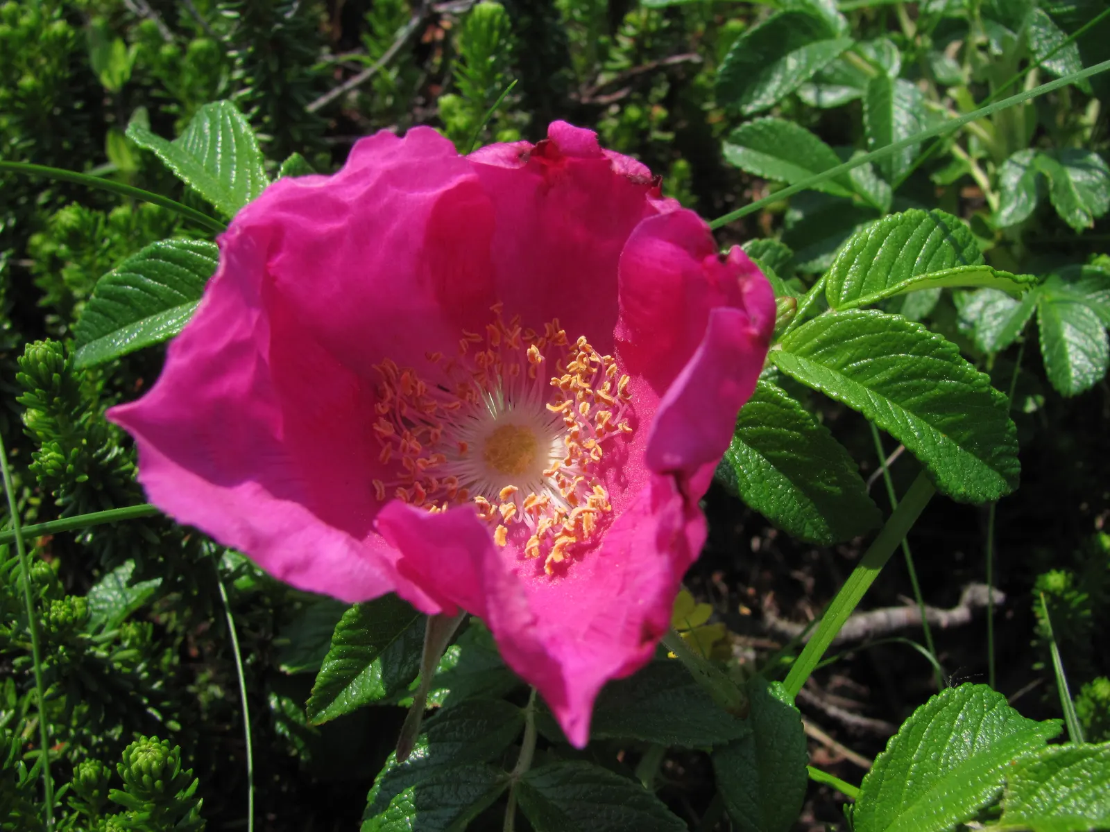 Rugosa Rose (Rosa Rugosa) — shrub / vine with red blooms; it prefers well-drained soil, has good salt tolerance, making it ideal for coastal locales