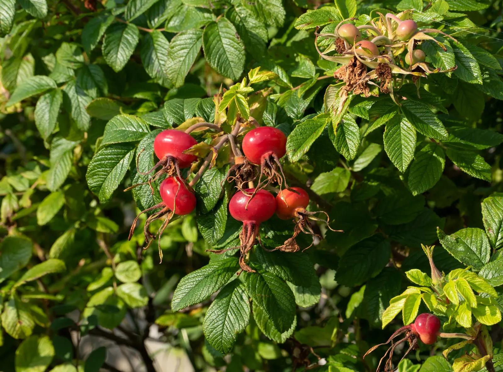 Rugosa Rose (Rosa Rugosa) — this species is notable for its textured; the foliage often extends 4 to 6 feet in height and spans a similar width, image 78