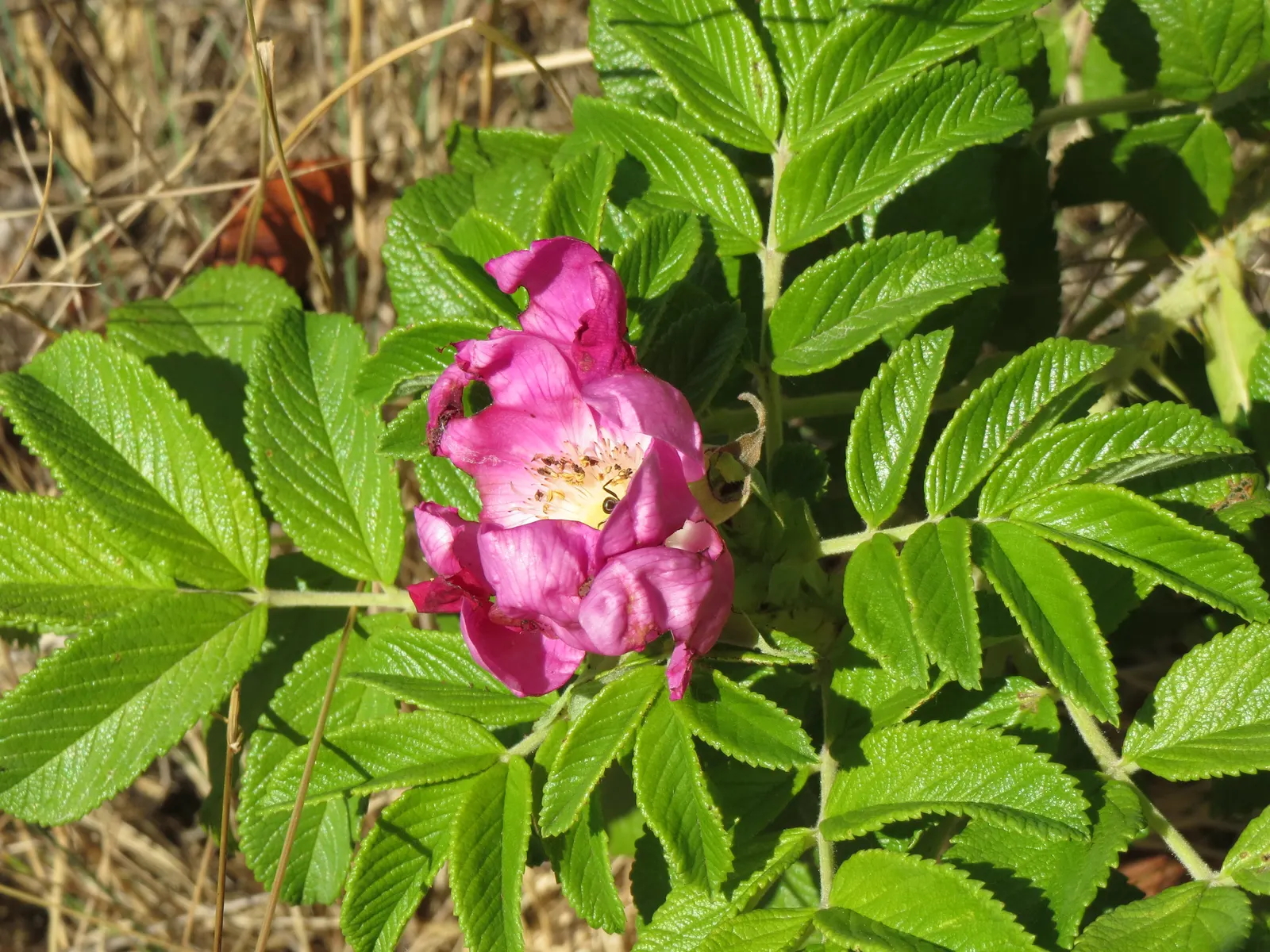 Rugosa Rose (Rosa Rugosa) — tomato-shaped rose hips that offer an attractive deep red or orange in the fall; dark green leaves and fragrant