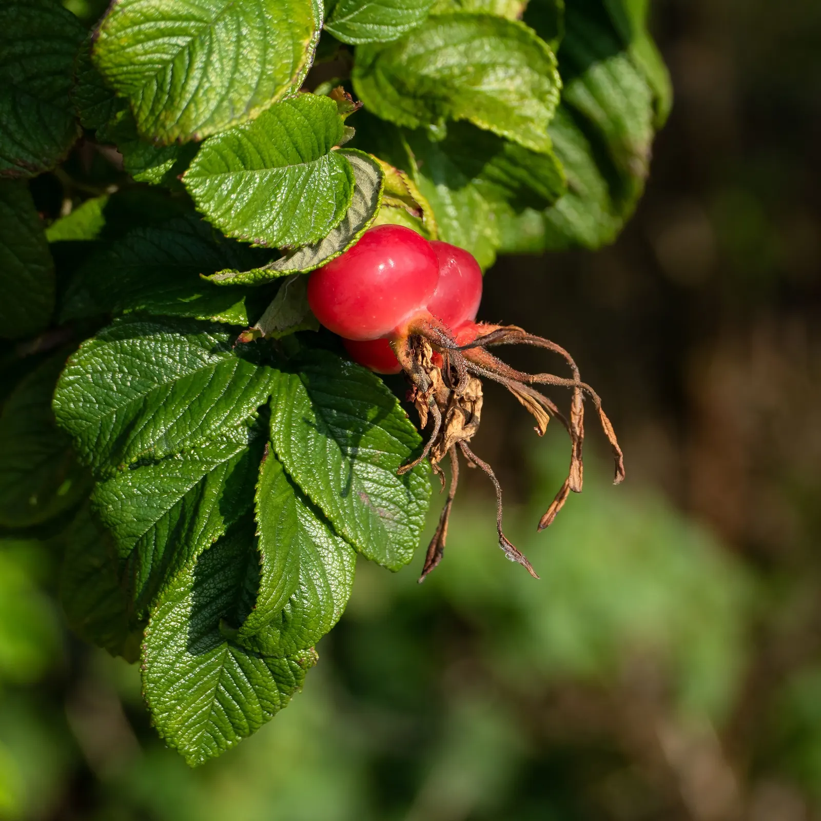 Rugosa Rose (Rosa Rugosa) — large single or double blossoms ranging from white to deep pink which bloom from summer to fall, image 72