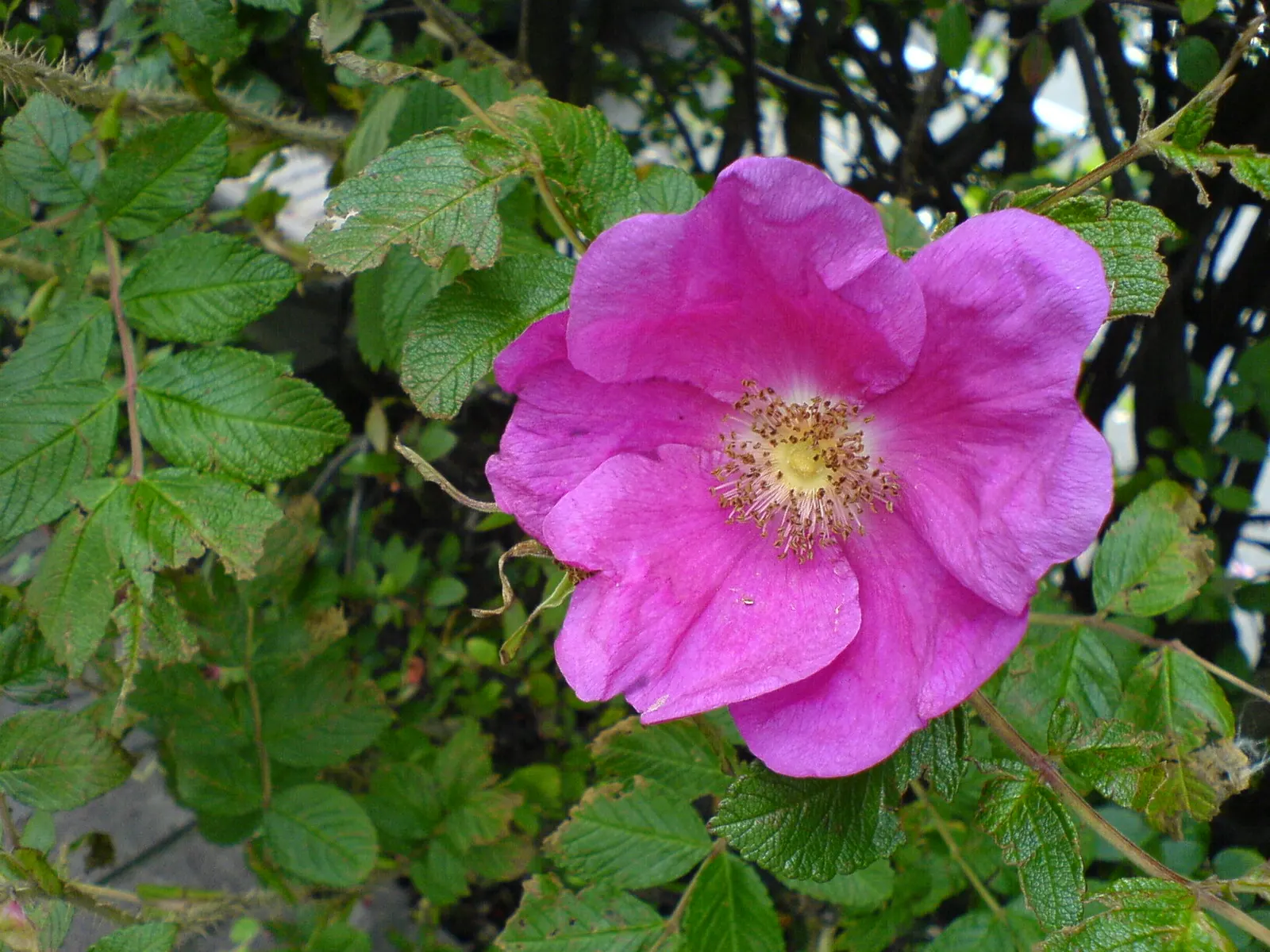Rugosa Rose (Rosa Rugosa) — commonly known as Rugosa Rose; its notable for its wrinkled, image 133