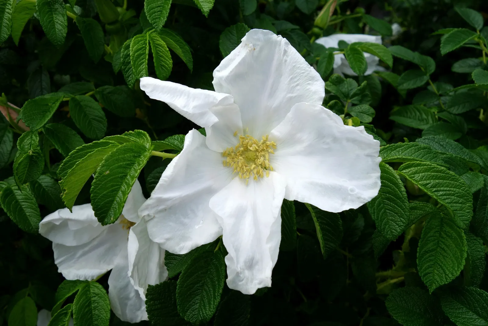 Rugosa Rose (Rosa Rugosa) — red flowers in the garden; which commonly measure 3 to 4 inches across