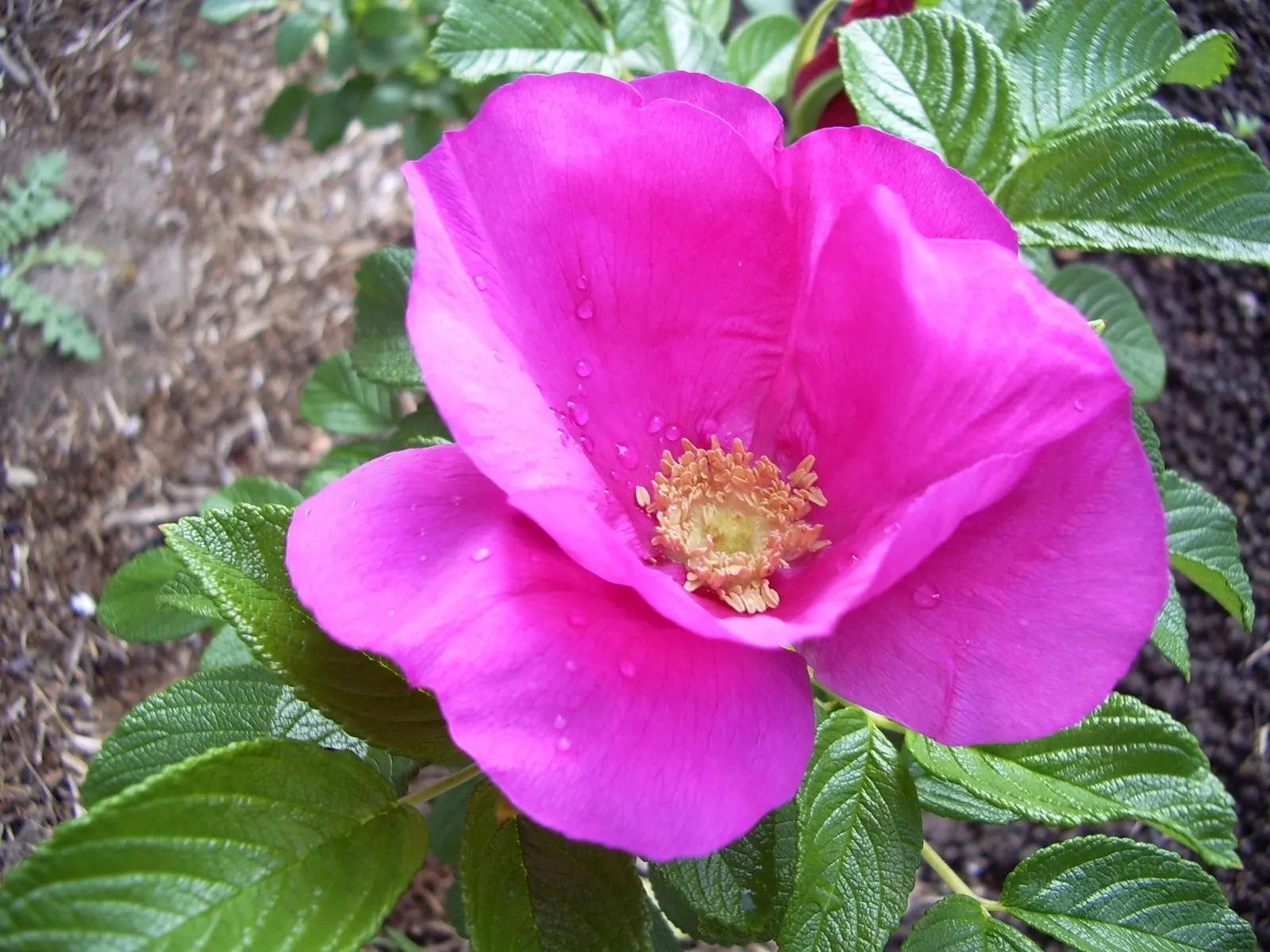 Rugosa Rose (Rosa Rugosa) — shrub / vine with red blooms; it prefers well-drained soil, has good salt tolerance, making it ideal for coastal locales, image 131