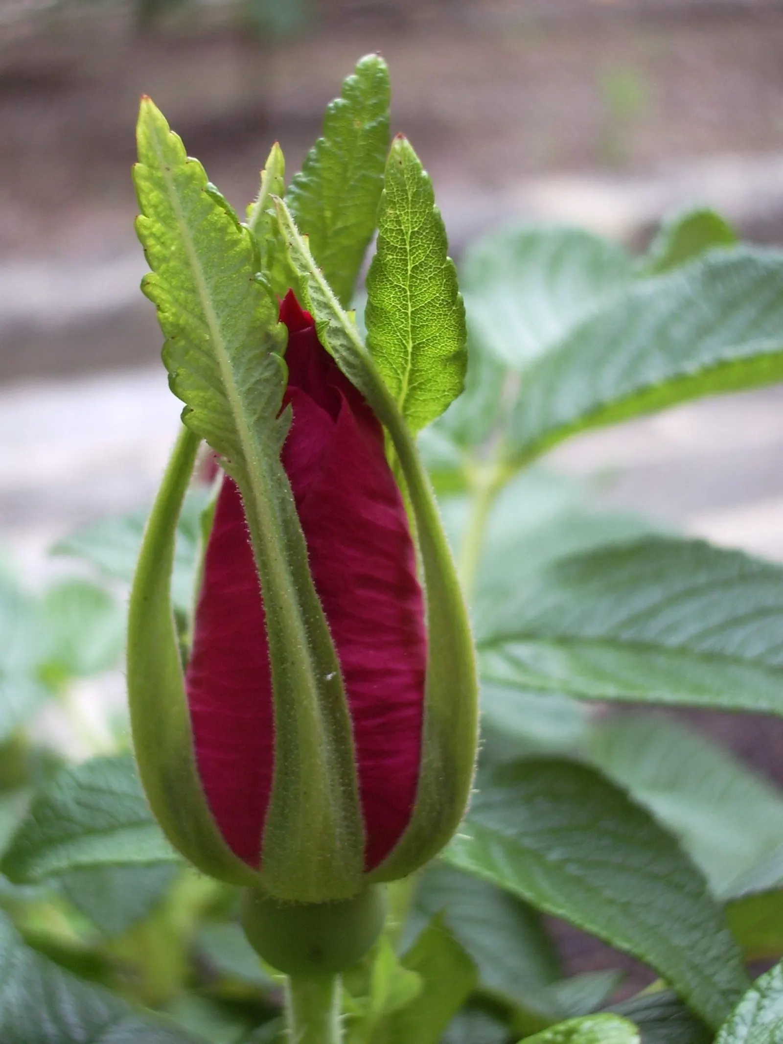 Rugosa Rose (Rosa Rugosa) — It thrives in zones 3-9 and prefers full sun and well-drained soil; tomato-shaped rose hips that offer an attractive deep red or
