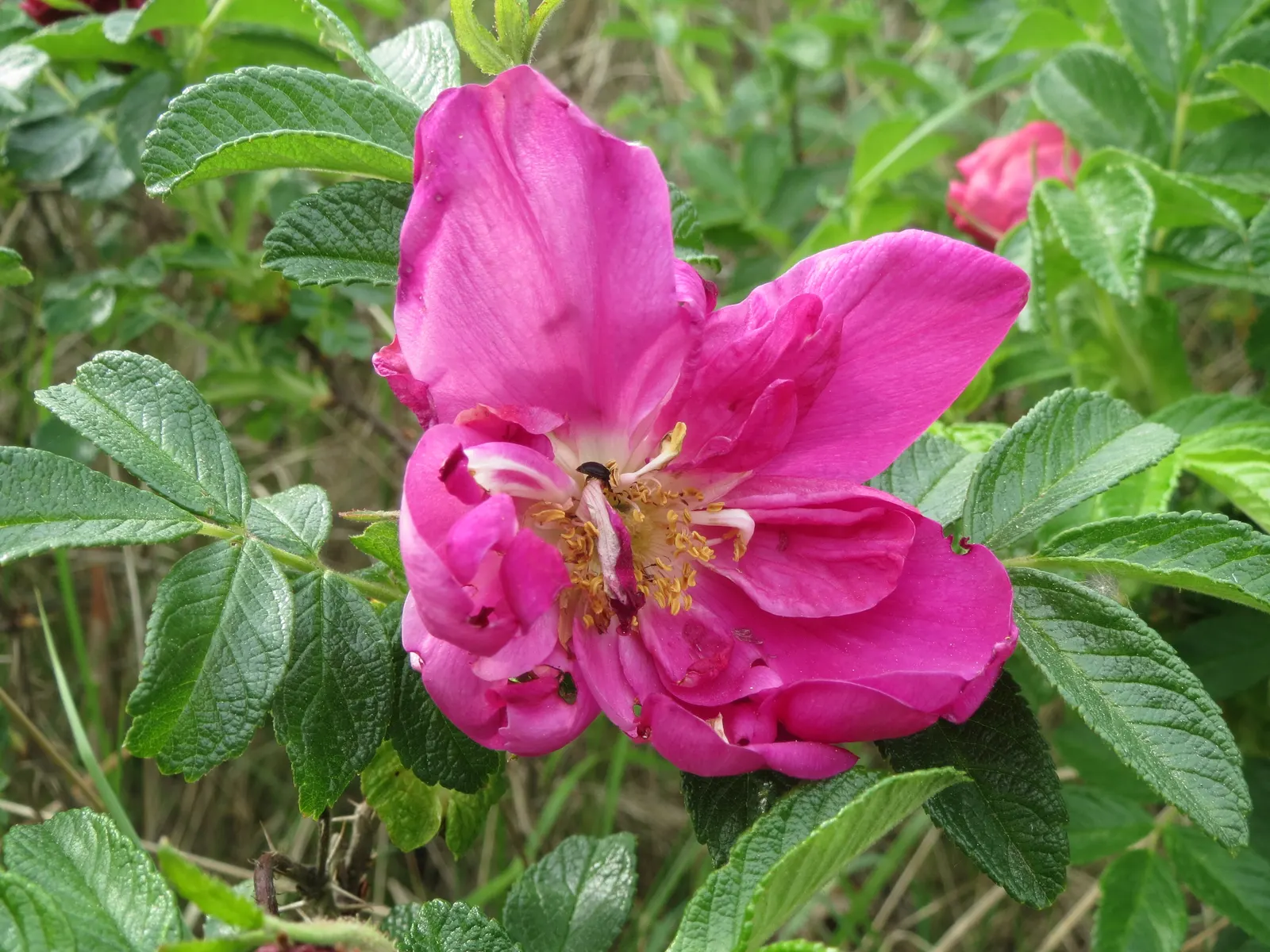 Rugosa Rose (Rosa Rugosa) — The flowers persist through the growing season; red flowers in the garden