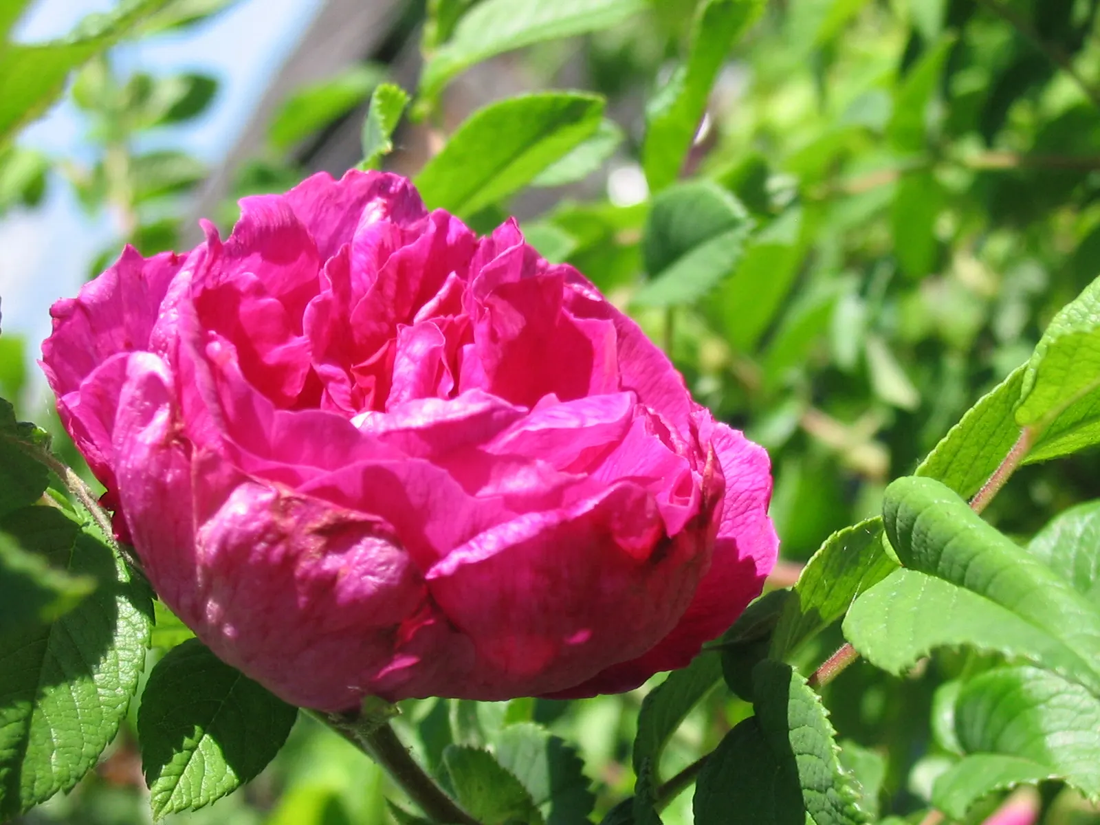 Rugosa Rose (Rosa Rugosa) — Drought-tolerant once established; contrasting sharply with the vibrant blooms, image 92