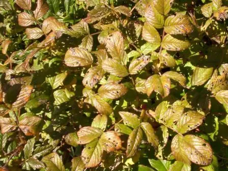Rugosa Rose (Rosa Rugosa) — shrub / vine for full or half or shade; given its dense growth habit, the Rugosa Rose also serves effectively as a hedge or barrier