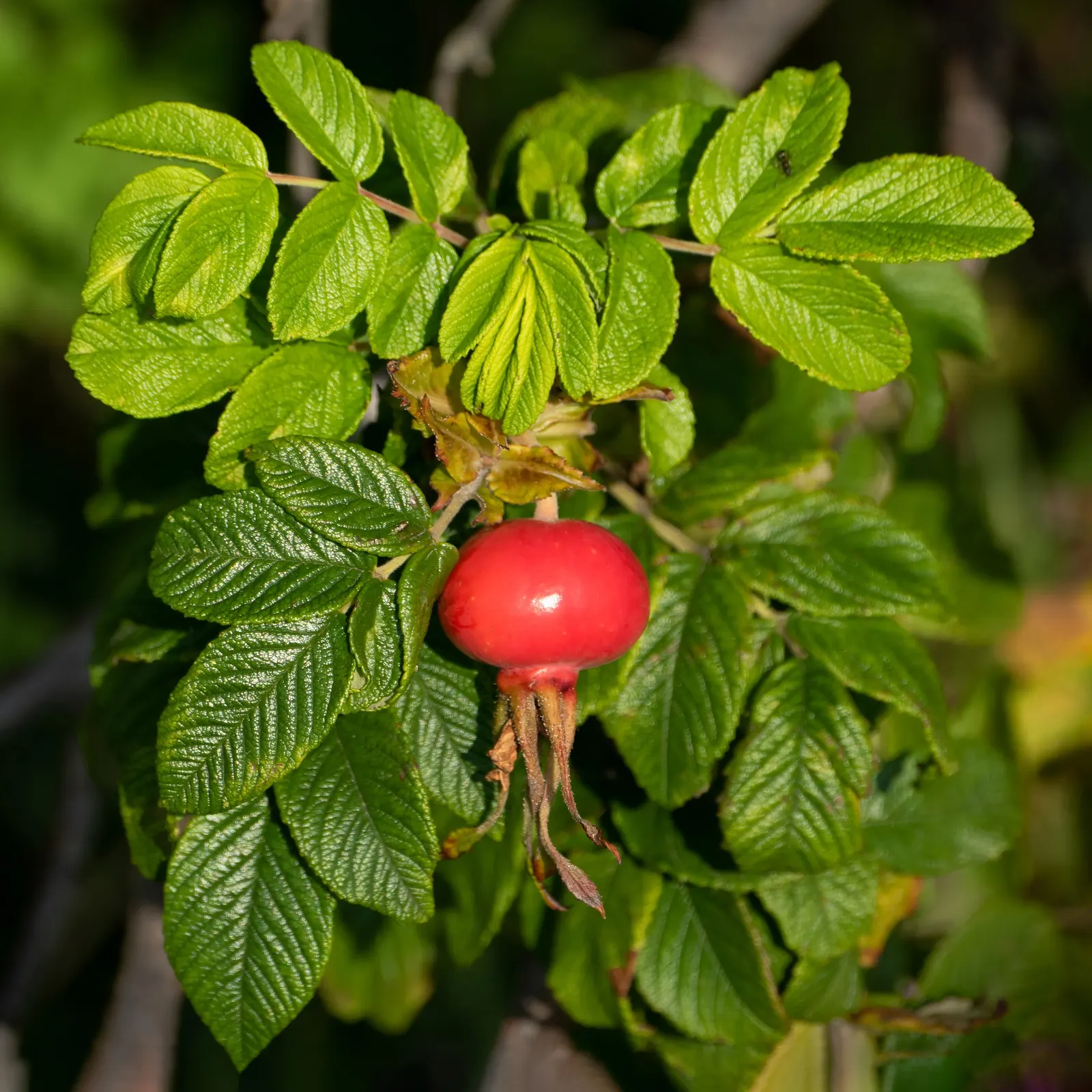 Rugosa Rose (Rosa Rugosa) — deeply veined leaves which convey a rich; the Rugosa Rose thrives in full sun but tolerates light shade, image 79