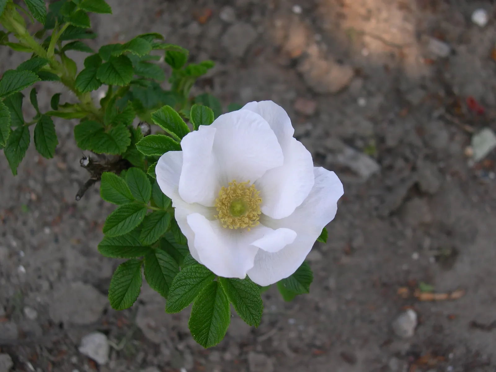 Rugosa Rose (Rosa Rugosa) — Drought-tolerant once established; contrasting sharply with the vibrant blooms