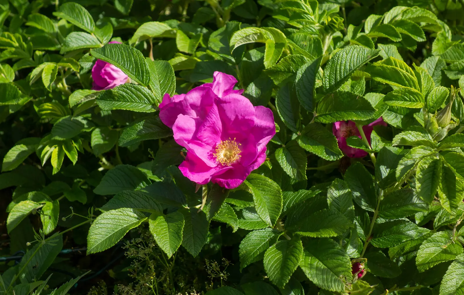Rugosa Rose (Rosa Rugosa) — Its notable for its wrinkled; as this robust plant can spread through suckers, image 70