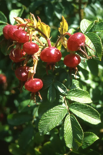 Rugosa Rose (Rosa Rugosa) — Given its dense growth habit, the Rugosa Rose also serves effectively as a hedge or barrier plant; deciduous shrub well-known for