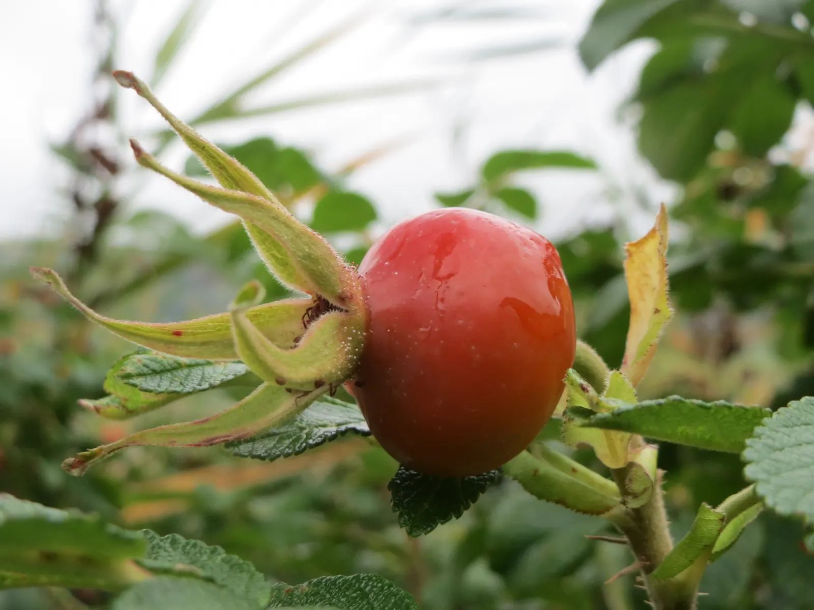 Rugosa Rose (Rosa Rugosa) — the Rugosa Rose thrives in full sun but tolerates light shade; the flowers persist through the growing season