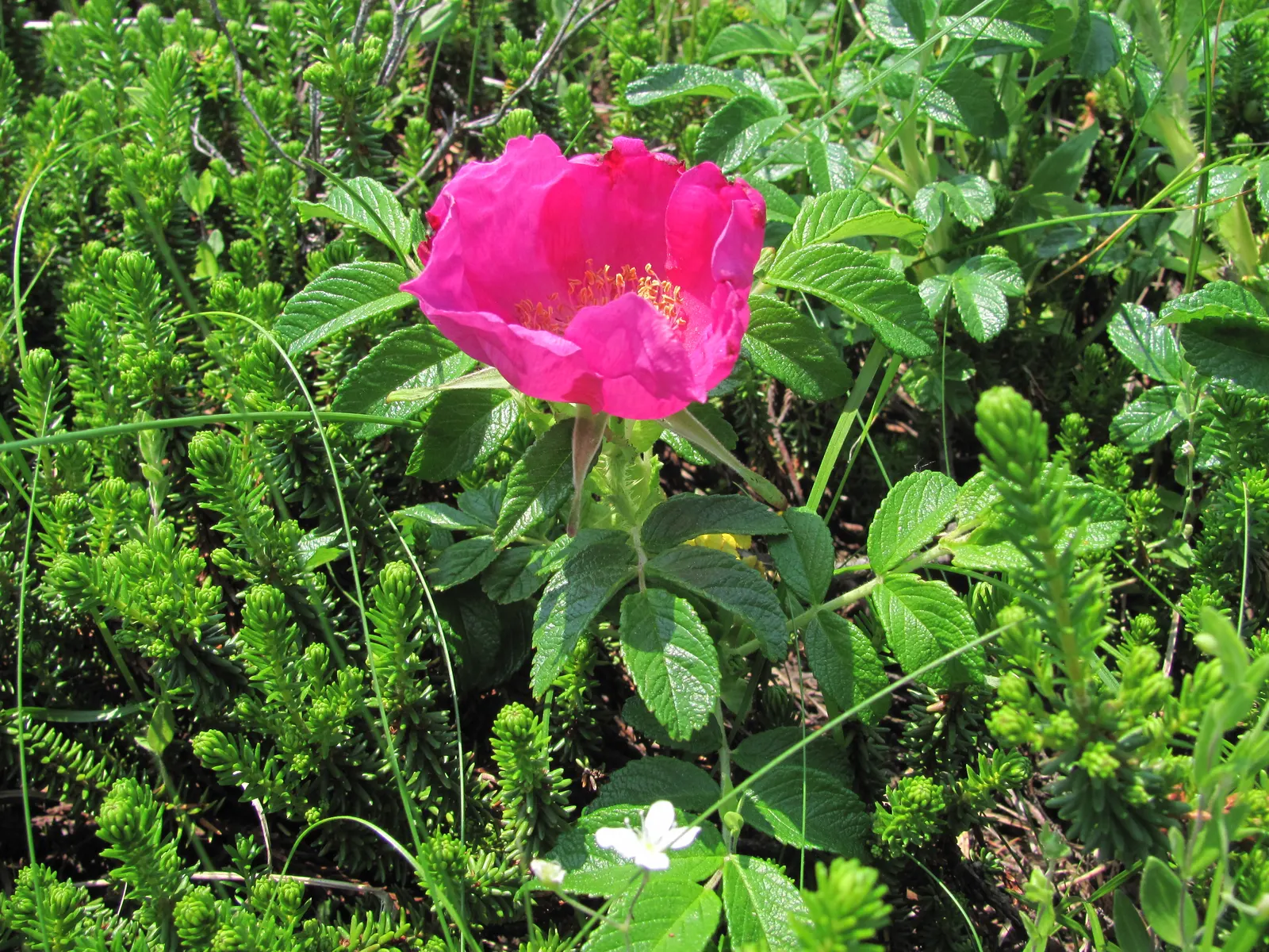 Rugosa Rose (Rosa Rugosa) — reaching heights of 4-6 feet; from pure white to deep pink and magenta, image 69