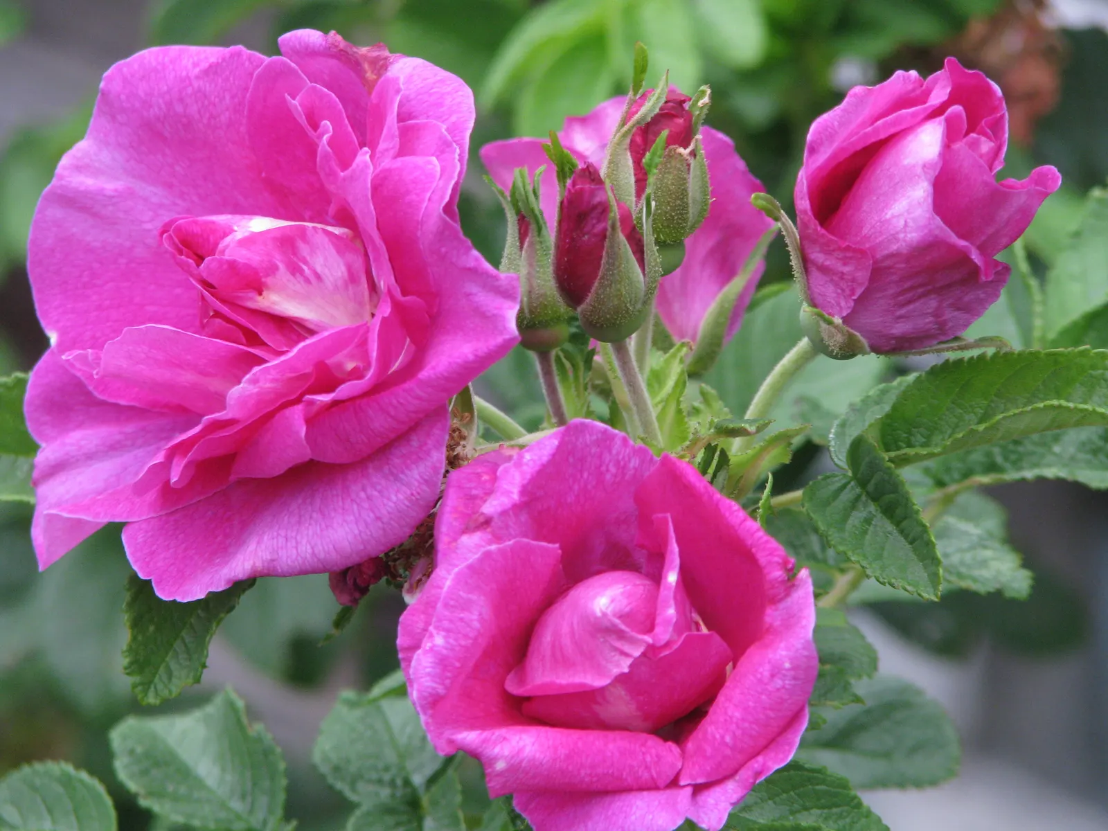 Rugosa Rose (Rosa Rugosa) — It prefers well-drained soil, has good salt tolerance, making it ideal for coastal locales; drought-tolerant once established