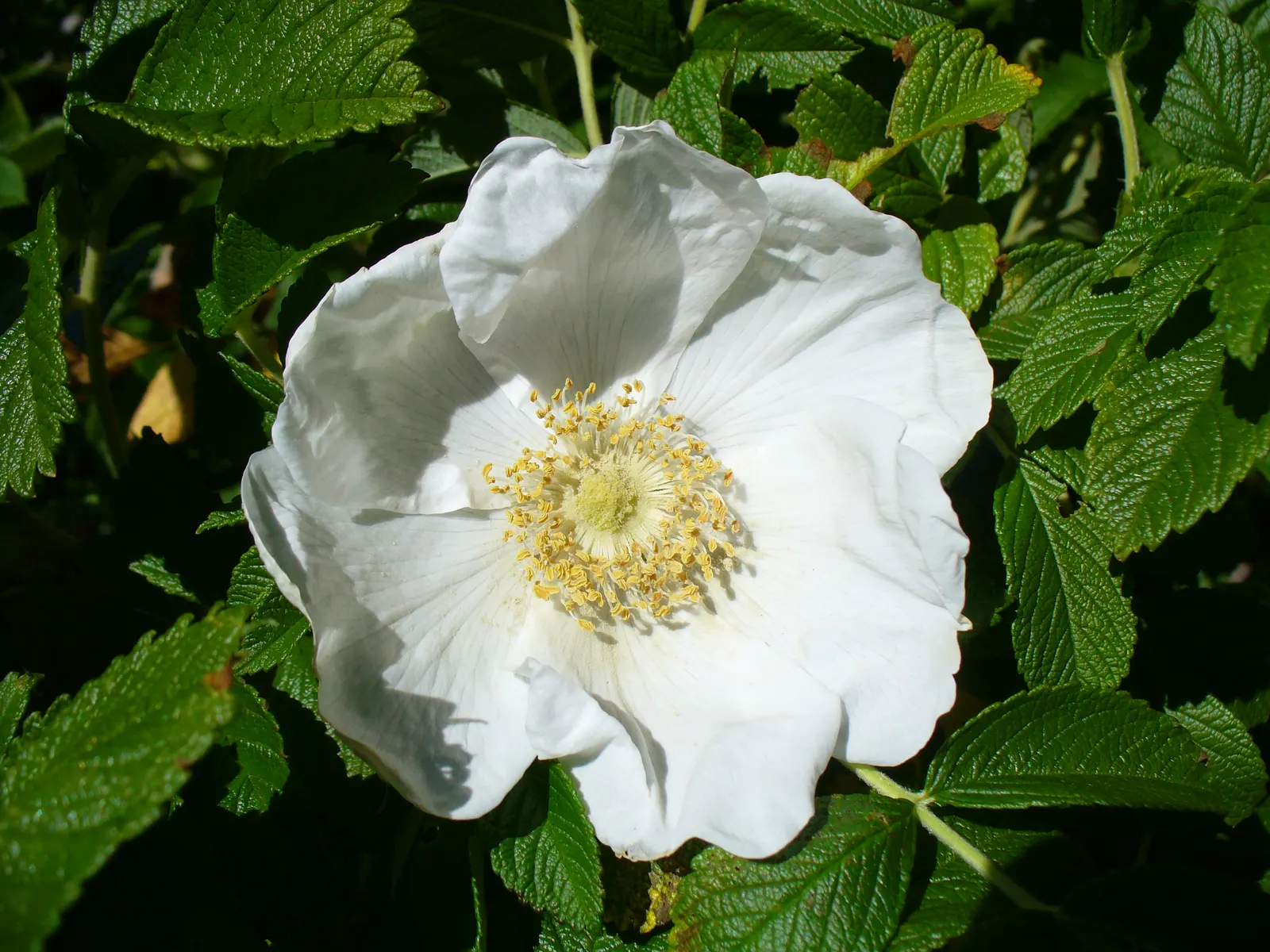 Rugosa Rose (Rosa Rugosa) — deciduous shrub well-known for its resilience and ornamental appeal; it requires minimal maintenance, image 75