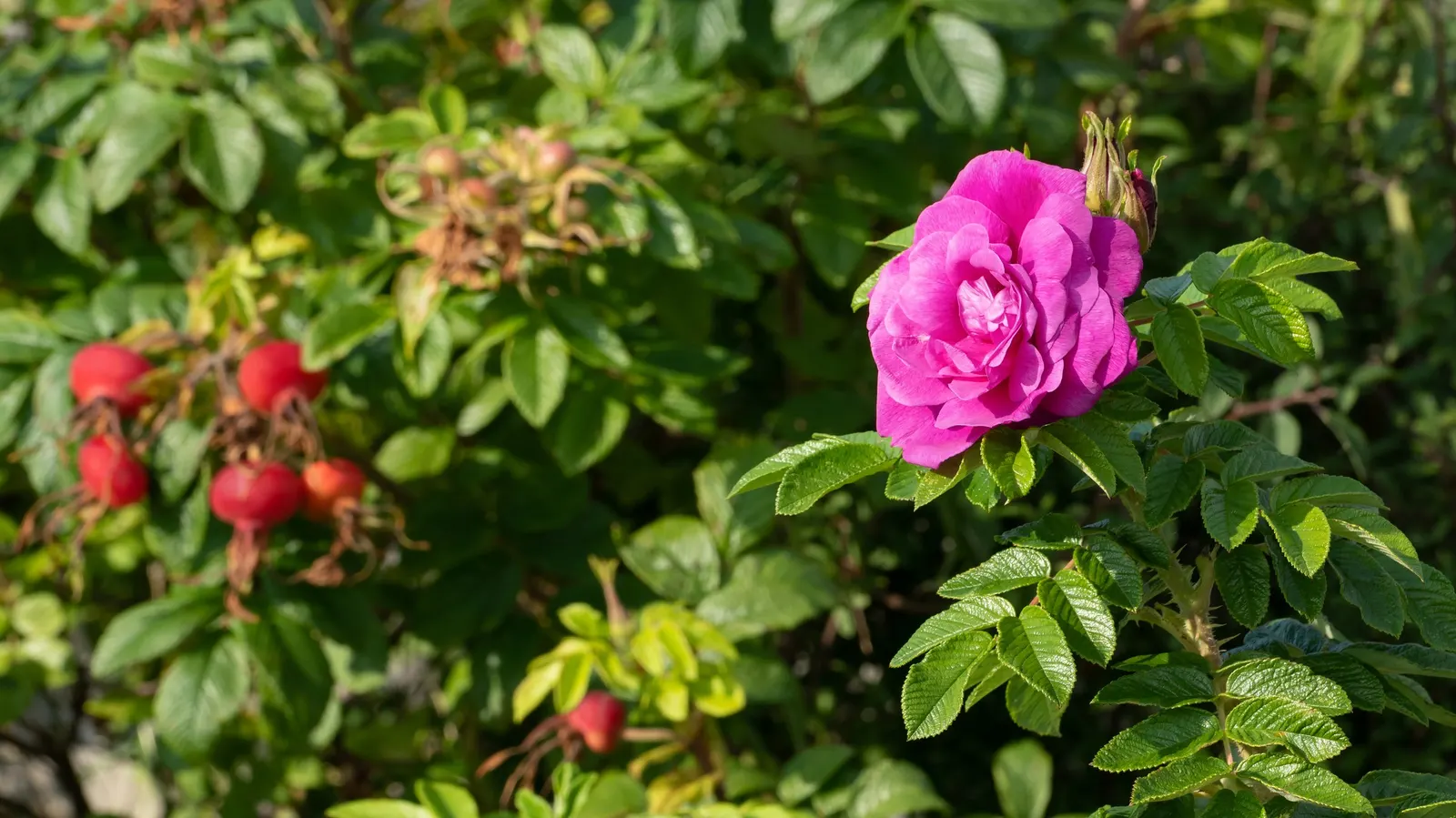 Rugosa Rose (Rosa Rugosa) — it requires minimal maintenance; and are also notable for their high vitamin C content.<br><br>Hardy in USDA zones 2, image 126