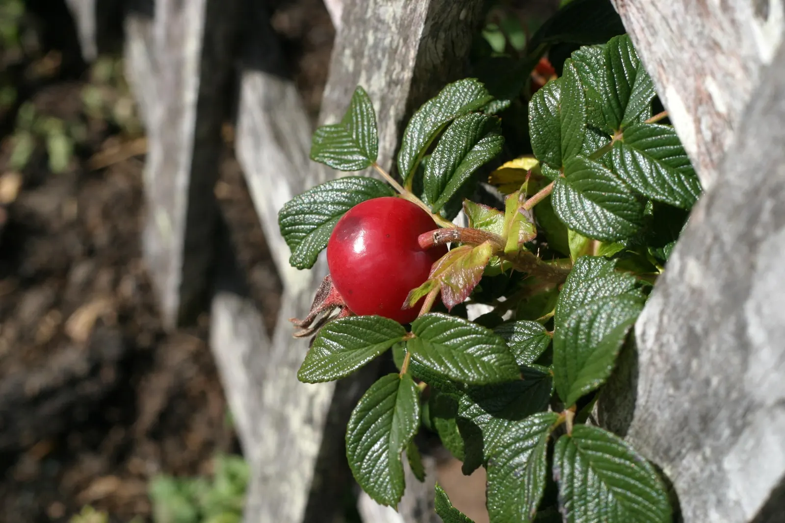 Rugosa Rose (Rosa Rugosa) — which commonly measure 3 to 4 inches across; making it a versatile choice for diverse landscape designs