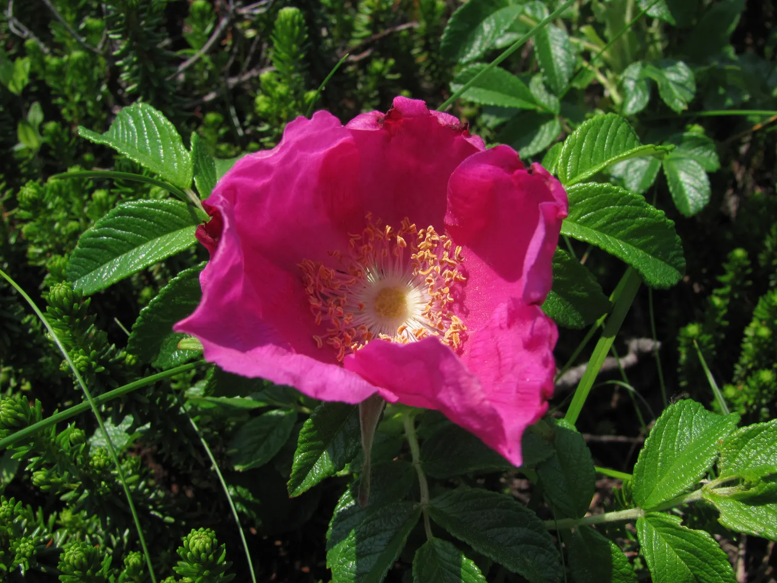 Rugosa Rose (Rosa Rugosa) — red flowers in the garden; which commonly measure 3 to 4 inches across, image 130