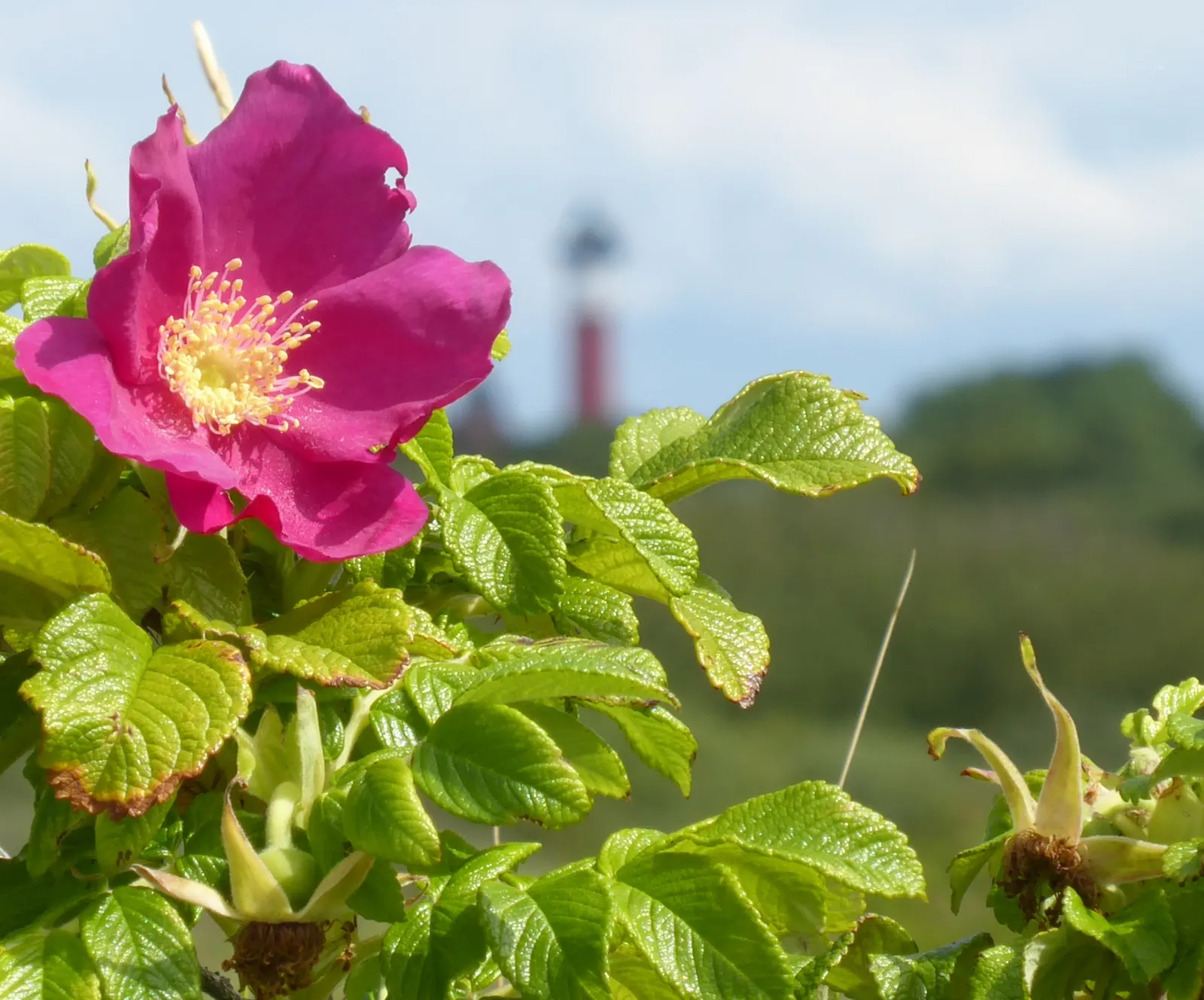Rugosa Rose (Rosa Rugosa) — making it a suitable addition for a low-maintenance, image 127