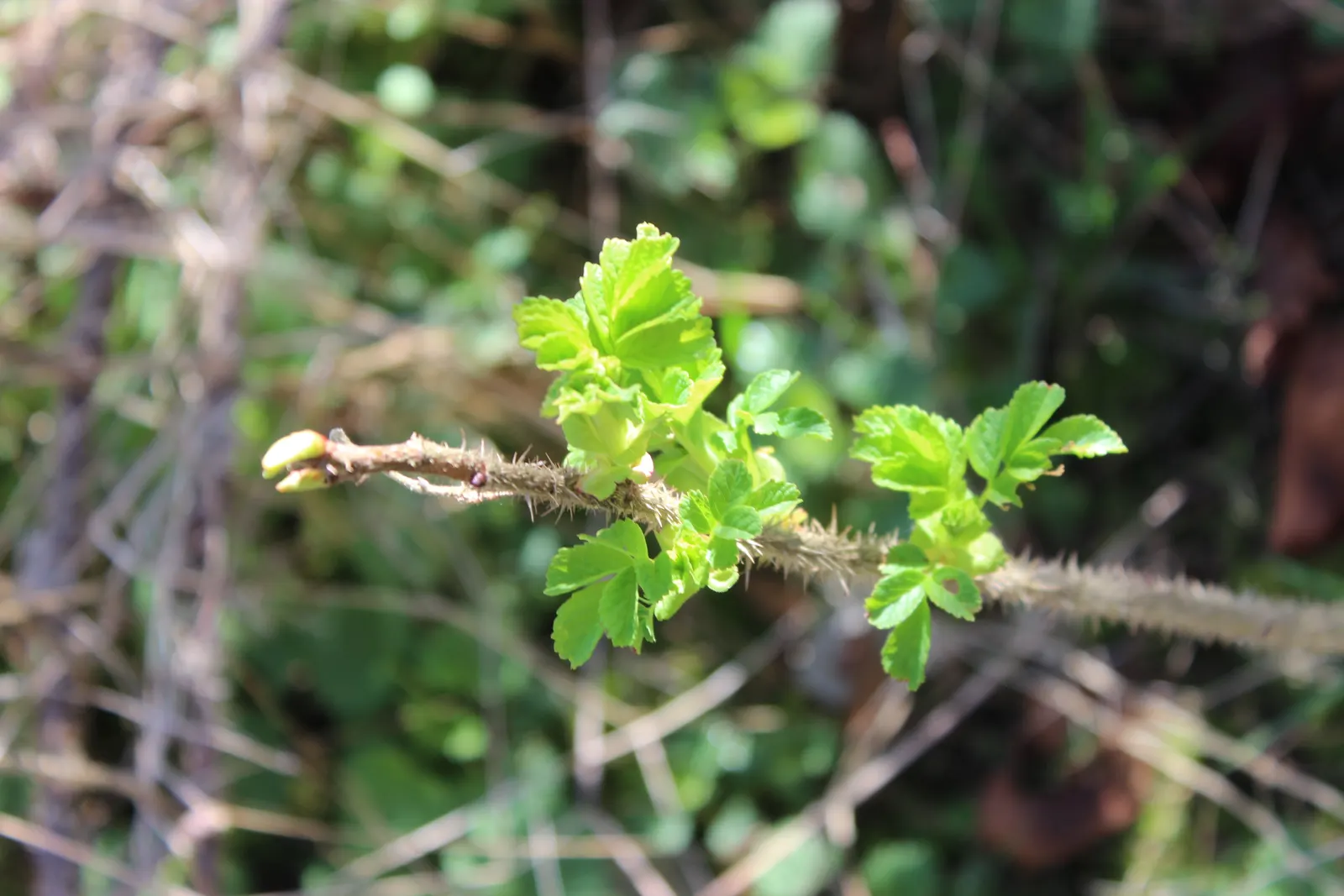 Rugosa Rose (Rosa Rugosa) — is a robust species with a dense; originating from Eastern Asia, image 134